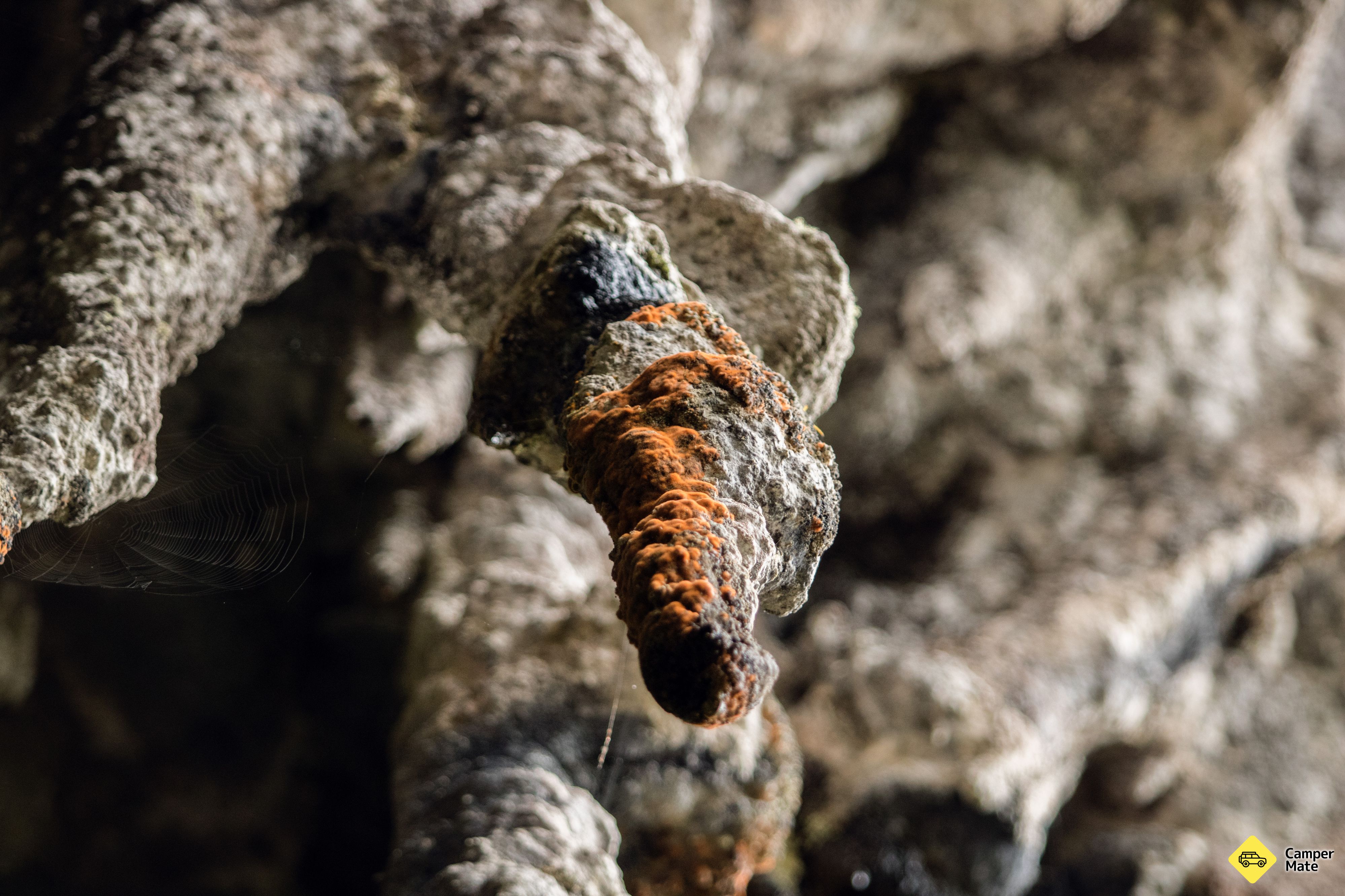 Rawhiti Cave - Image 3