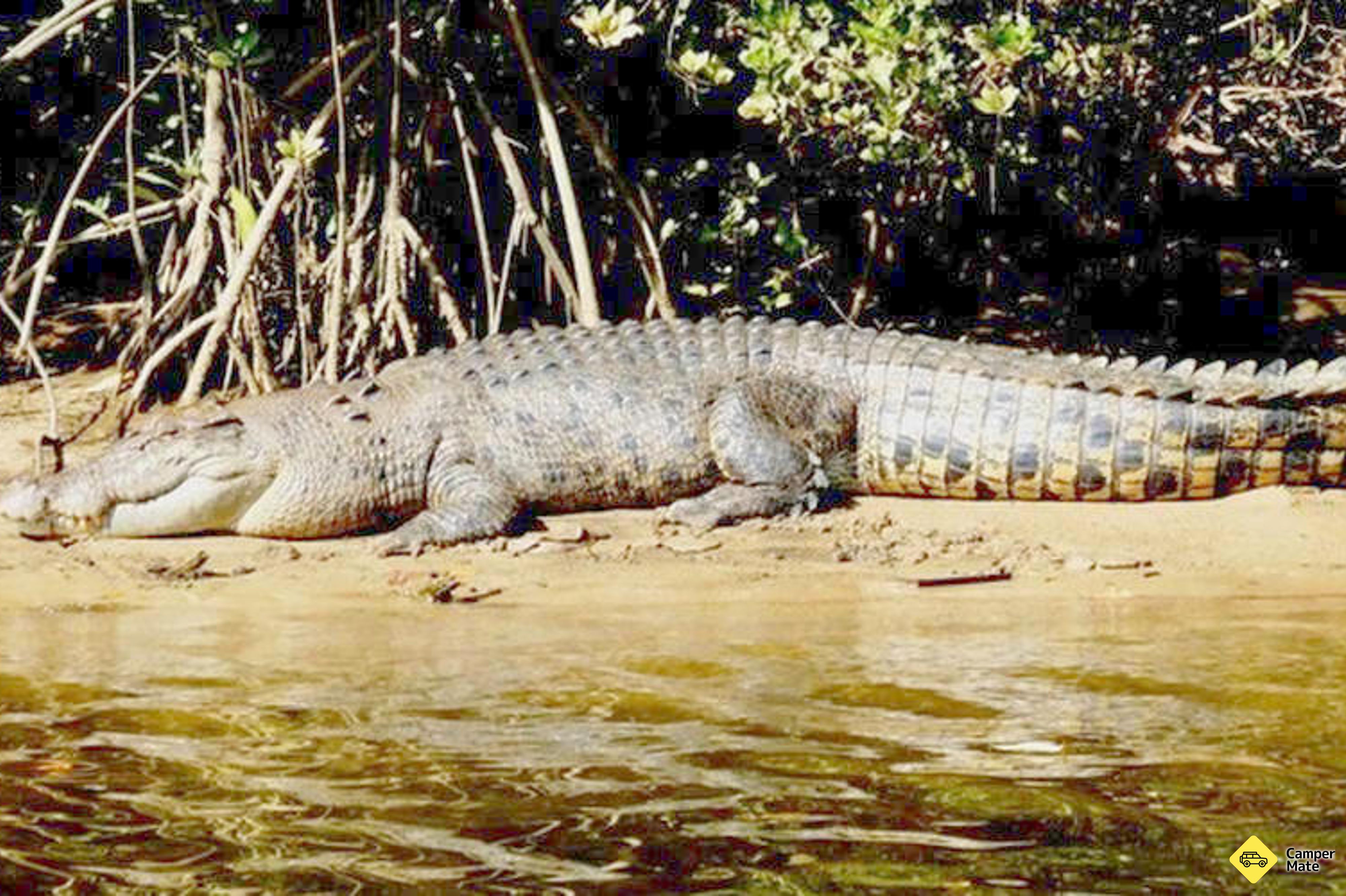 Daintree folyóhajózás - Image 3