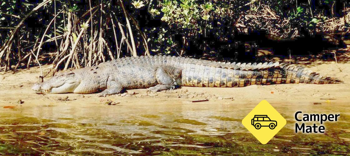 Daintree River Cruise(ダイントリー・リバー・クルーズ) - Image 3
