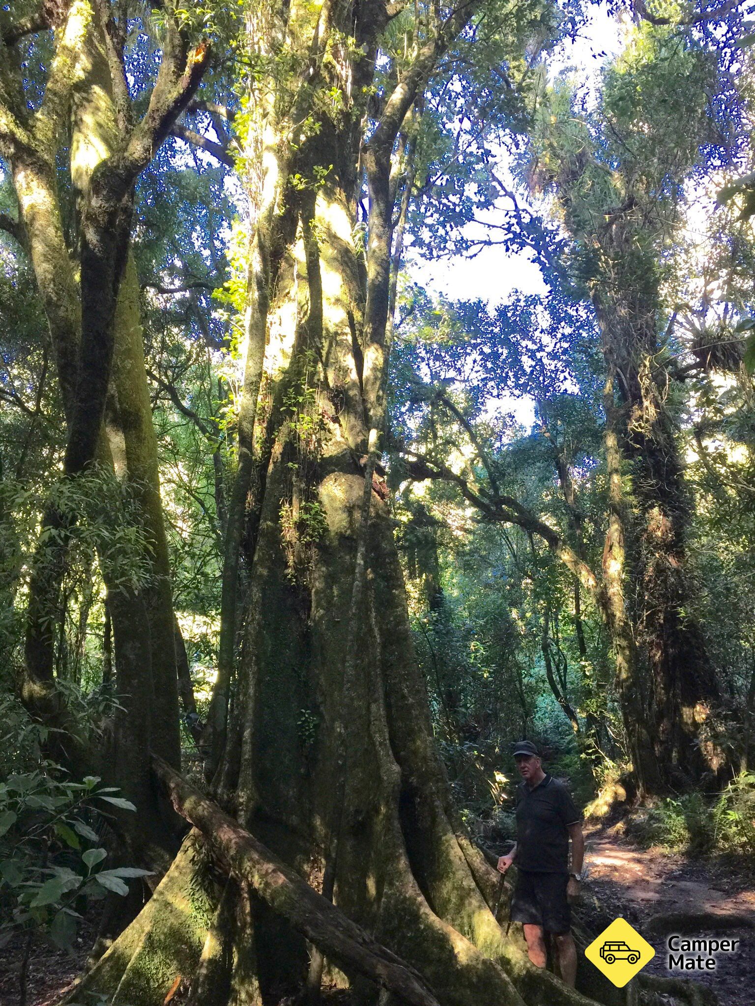 Otanewainuku Rimu Loop Walk - Image 3