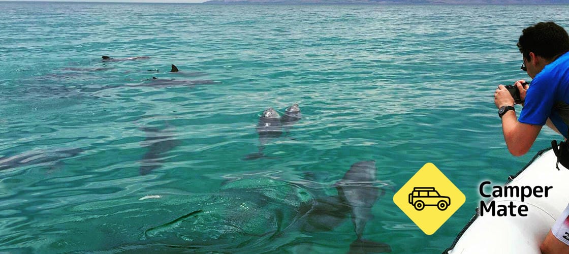 Kangaroo Island Dolphin and Seal Swim Safari - Image 2