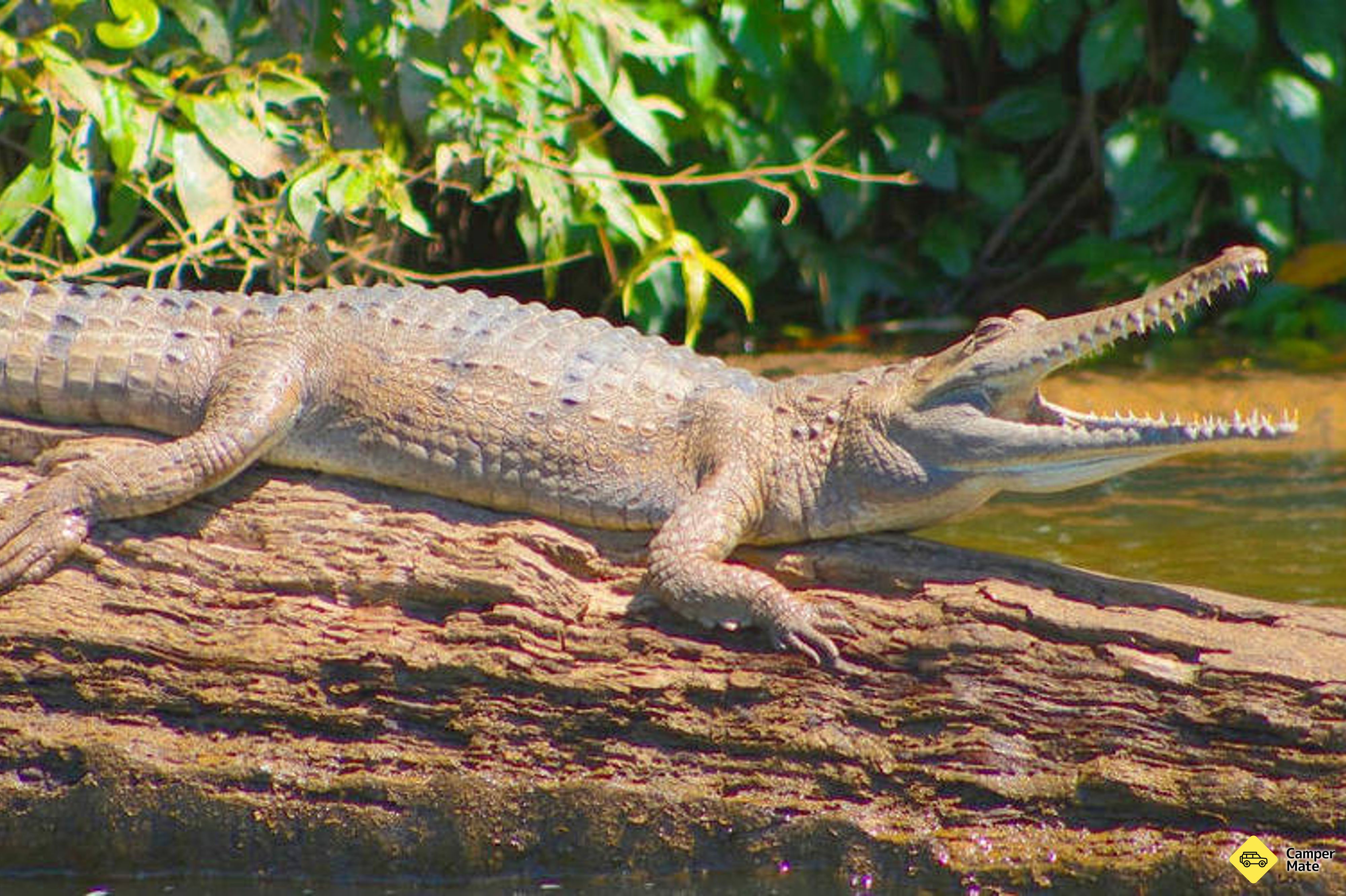 Crociera di Kuranda Riverboat - Image 3