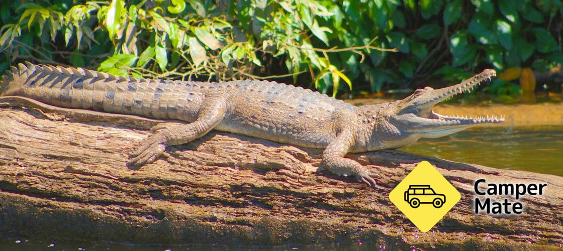 Kuranda Riverboat Cruise - Image 3