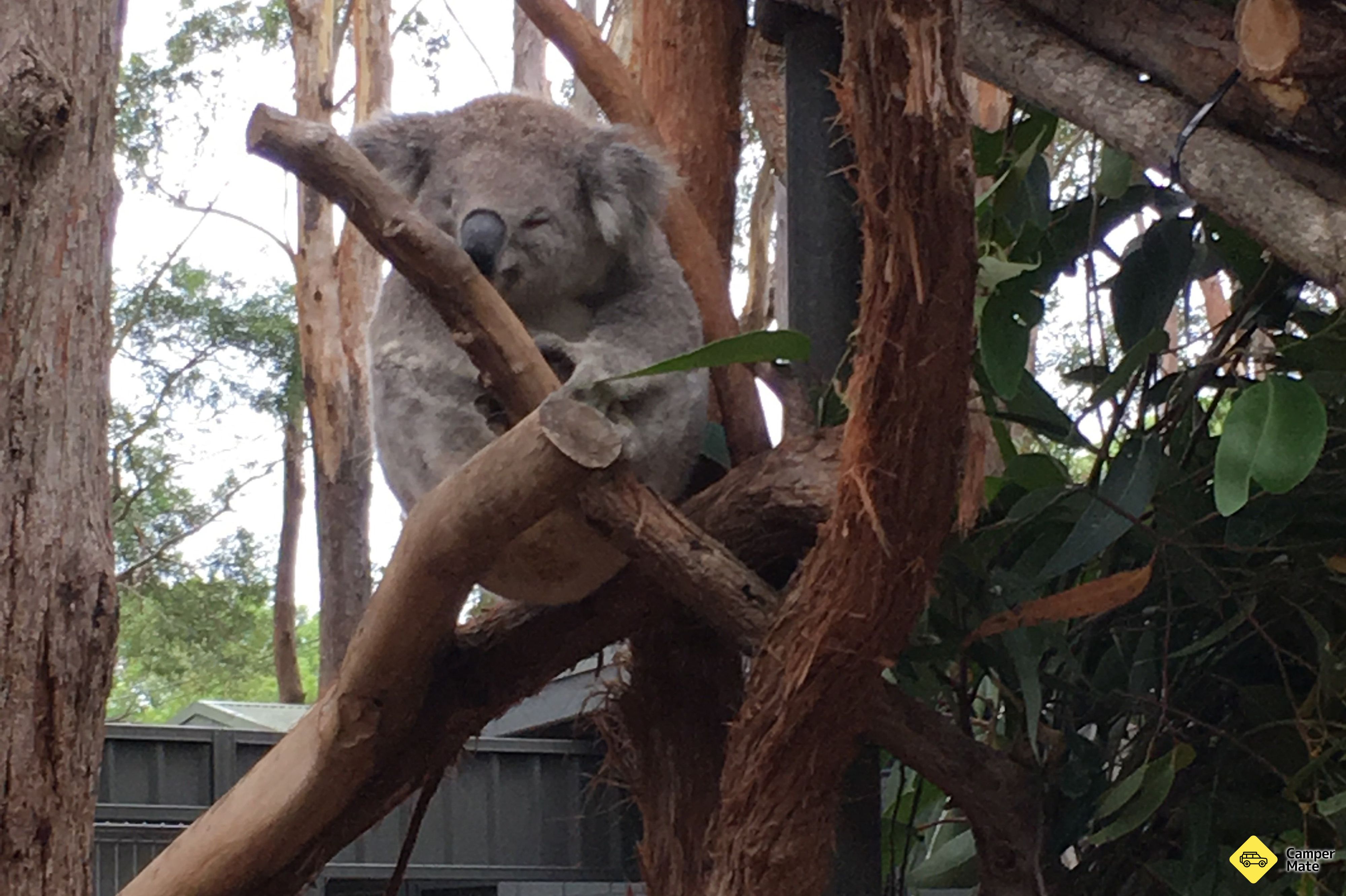 Koala Hospital - Image 2