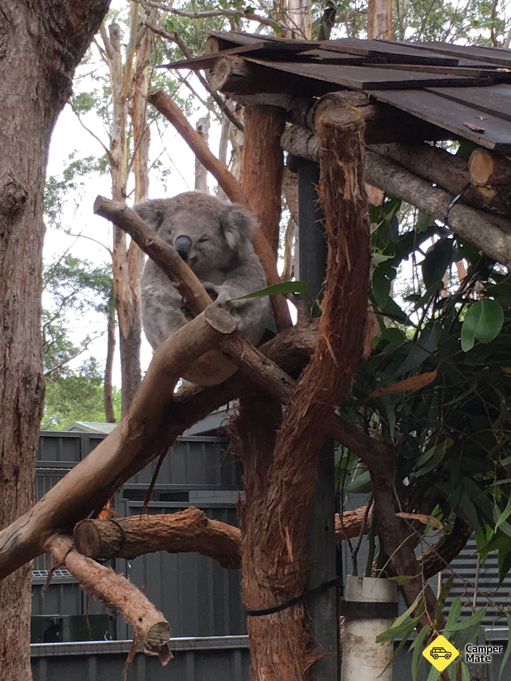 Koala Hospital - Image 2