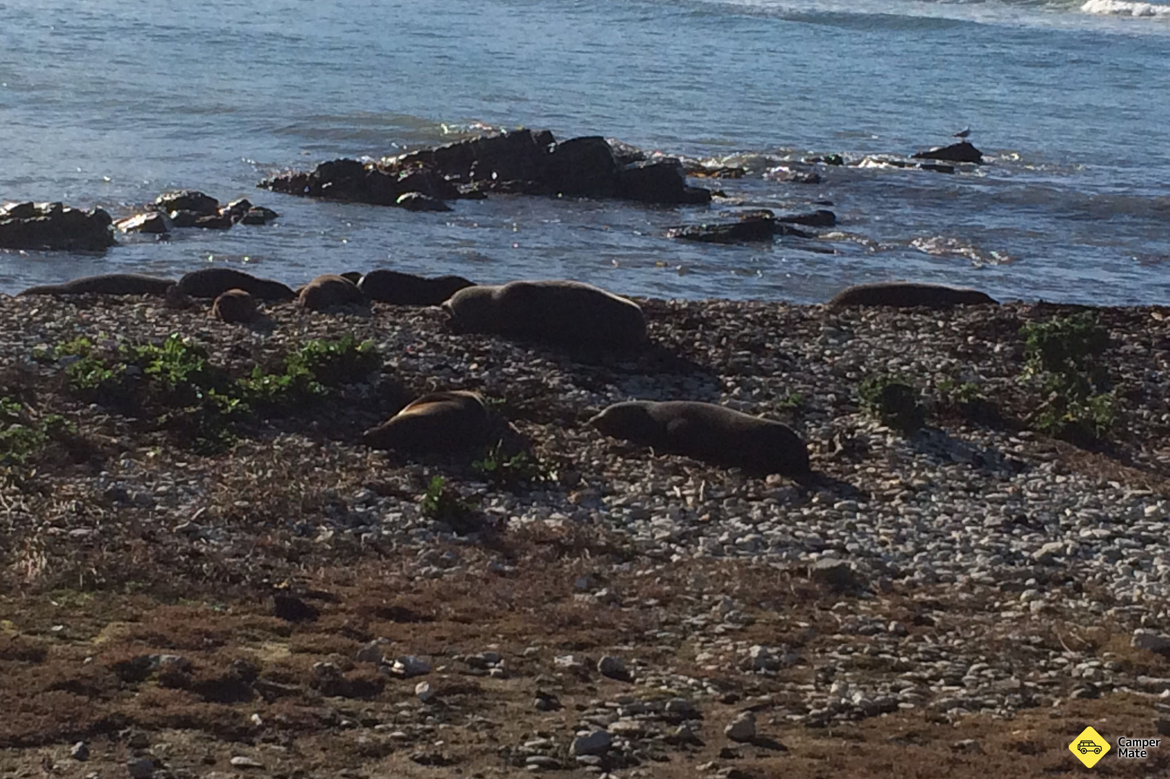 Kaikoura Peninsula Seal Colony - Image 3