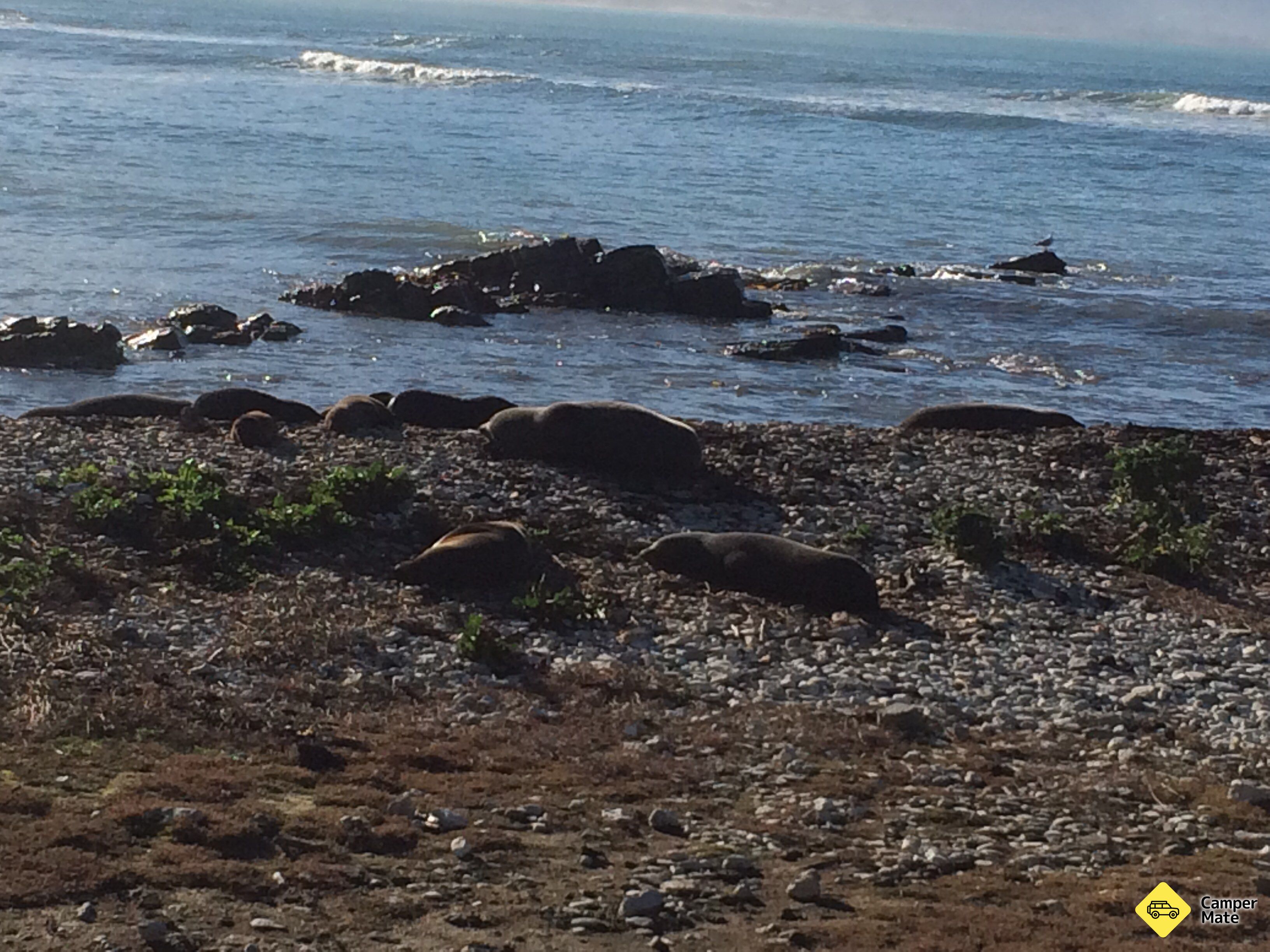 Kaikoura Peninsula Seal Colony - Image 3