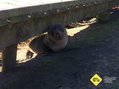 Kaikoura Peninsula Seal Colony