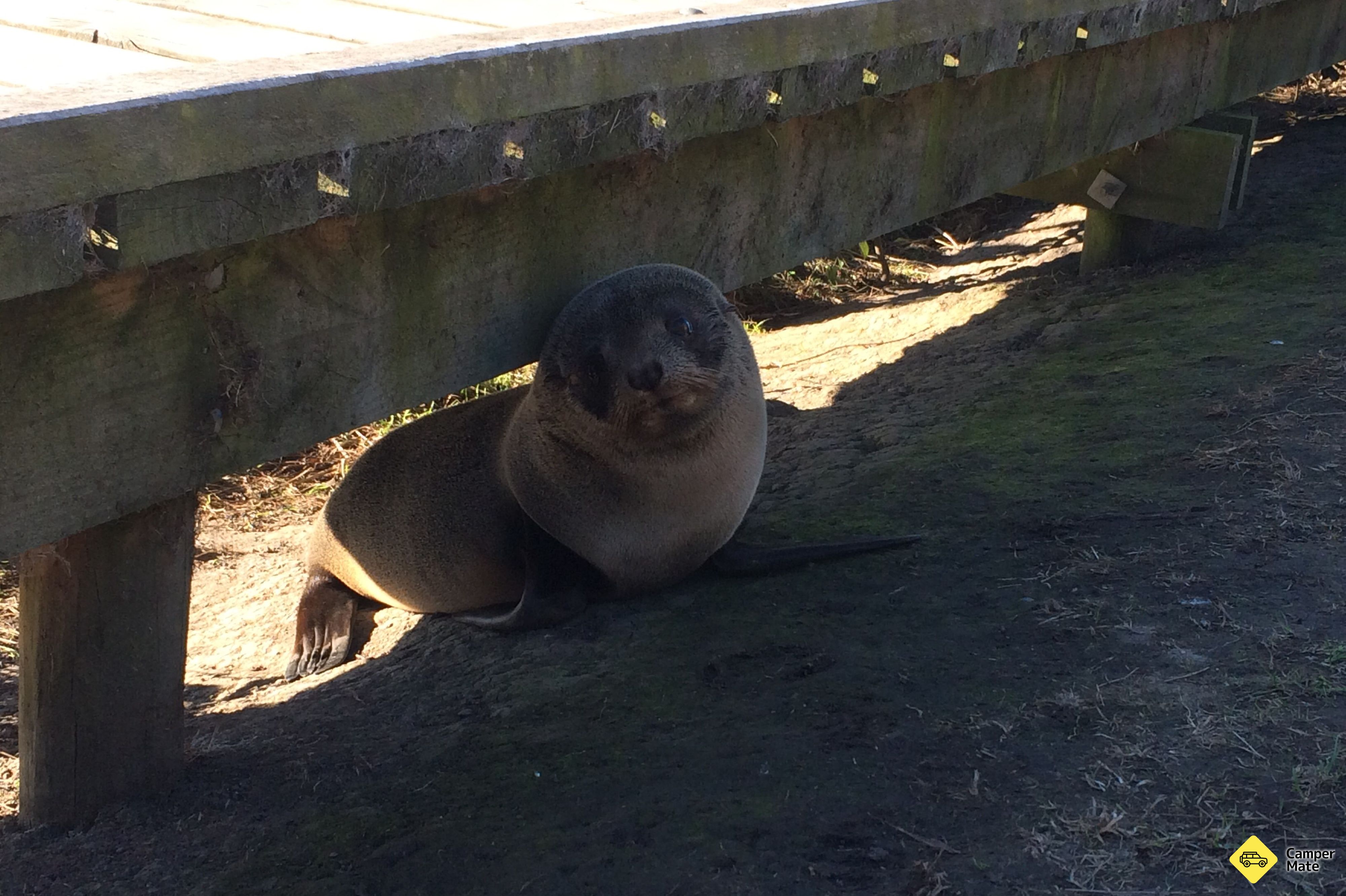 Kaikoura Peninsula Seal Colony