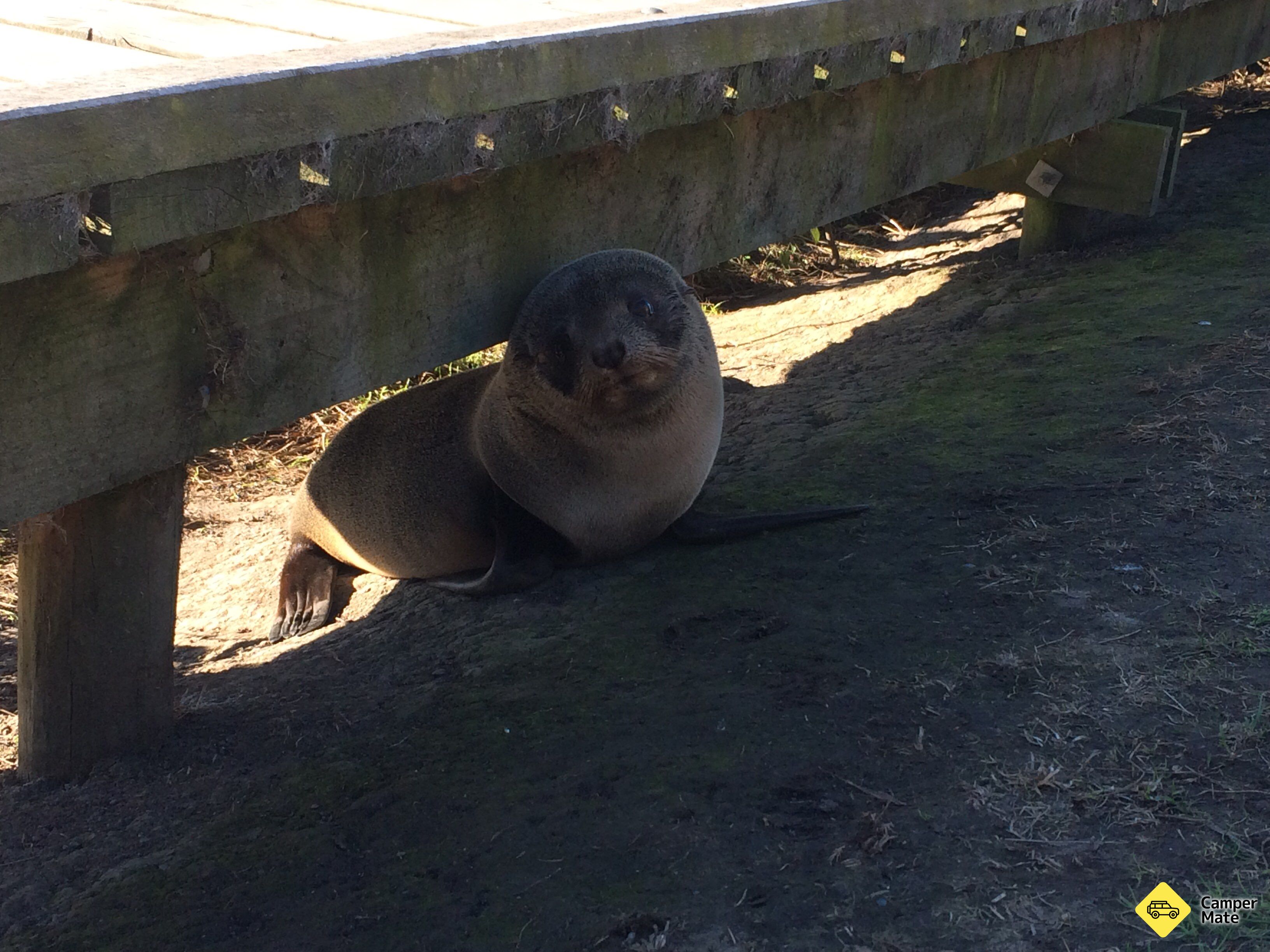 Kaikoura Peninsula Seal Colony