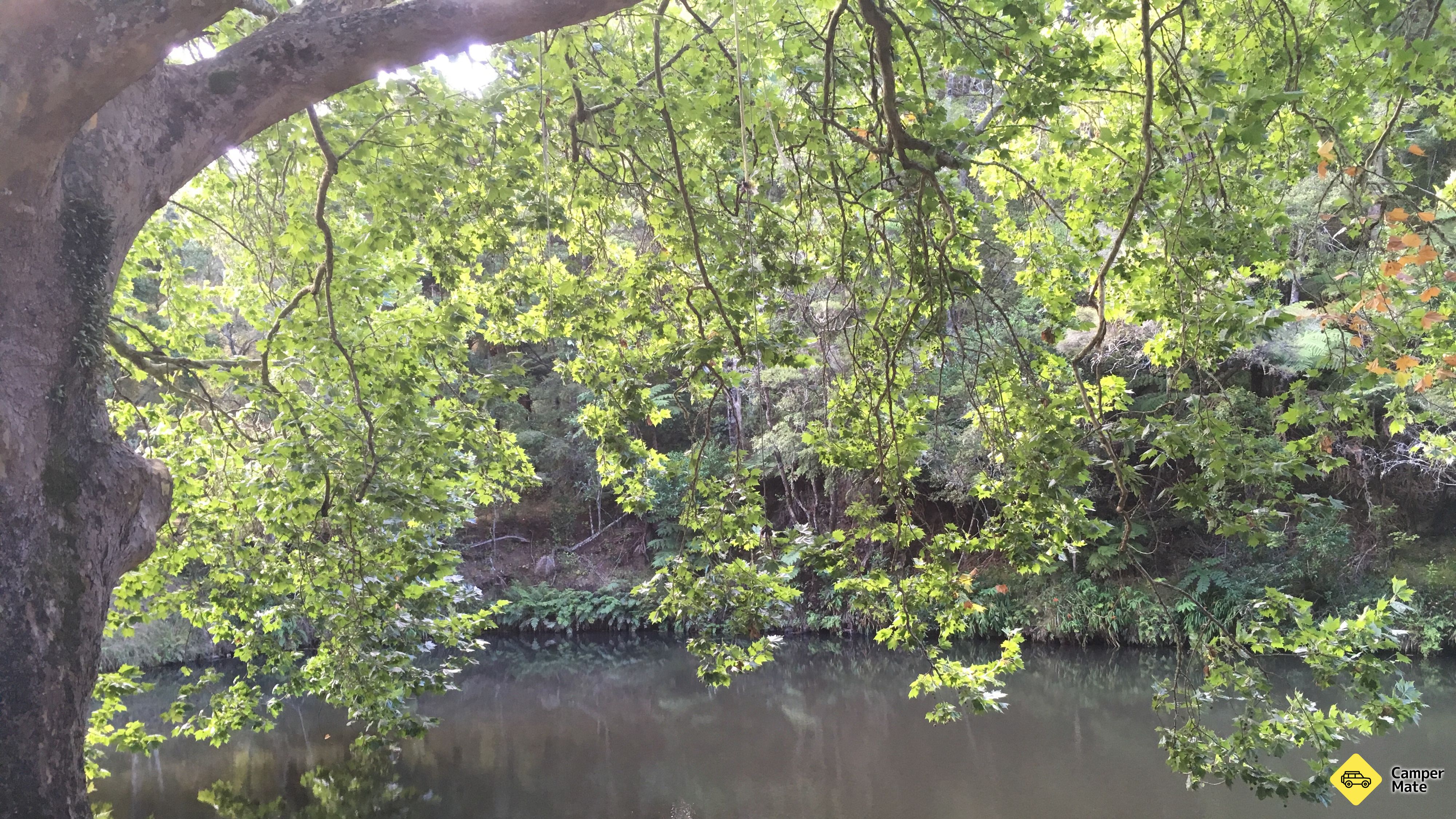 Hatea River Swing and Swim