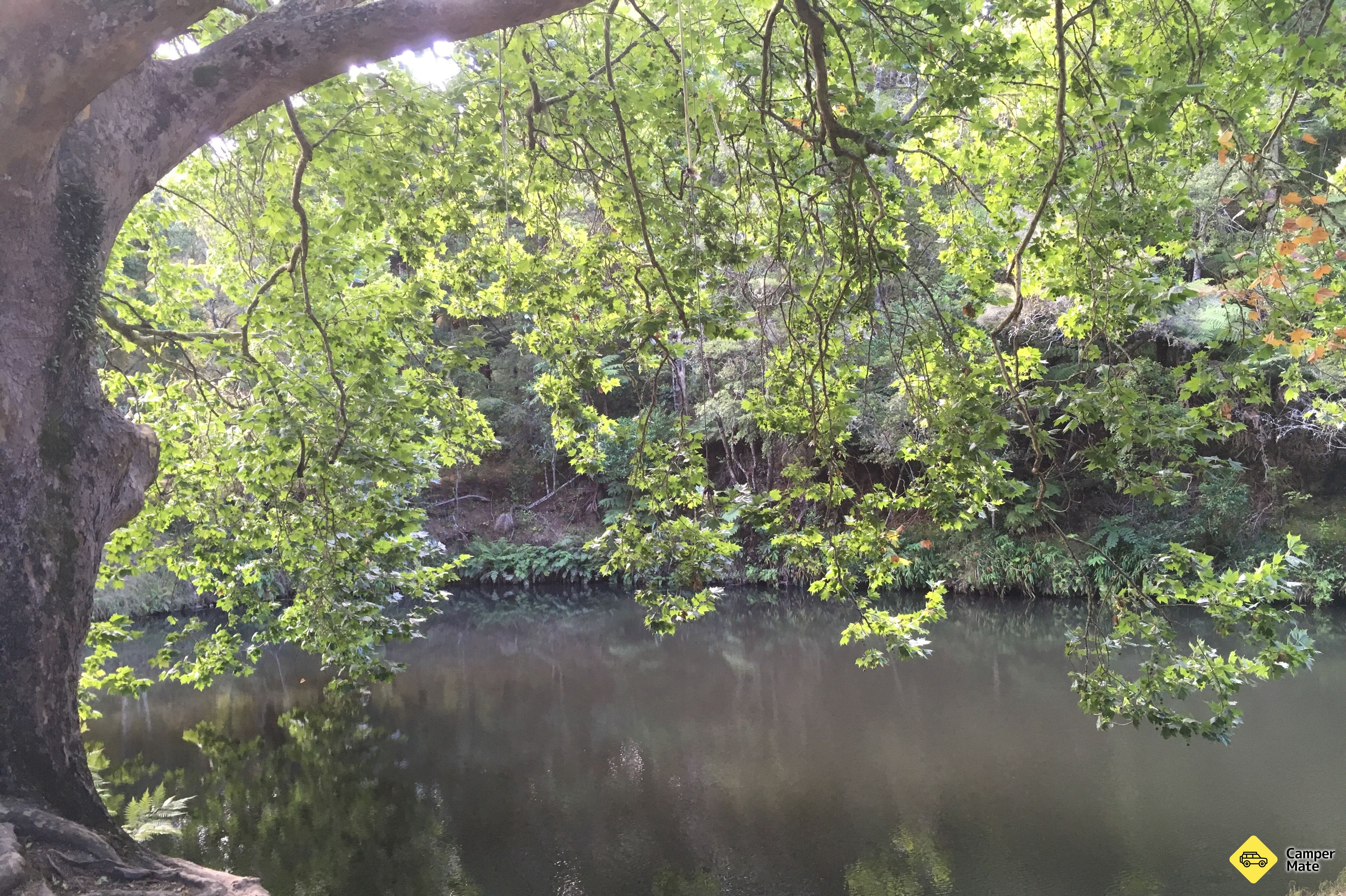 Hatea River Swing and Swim