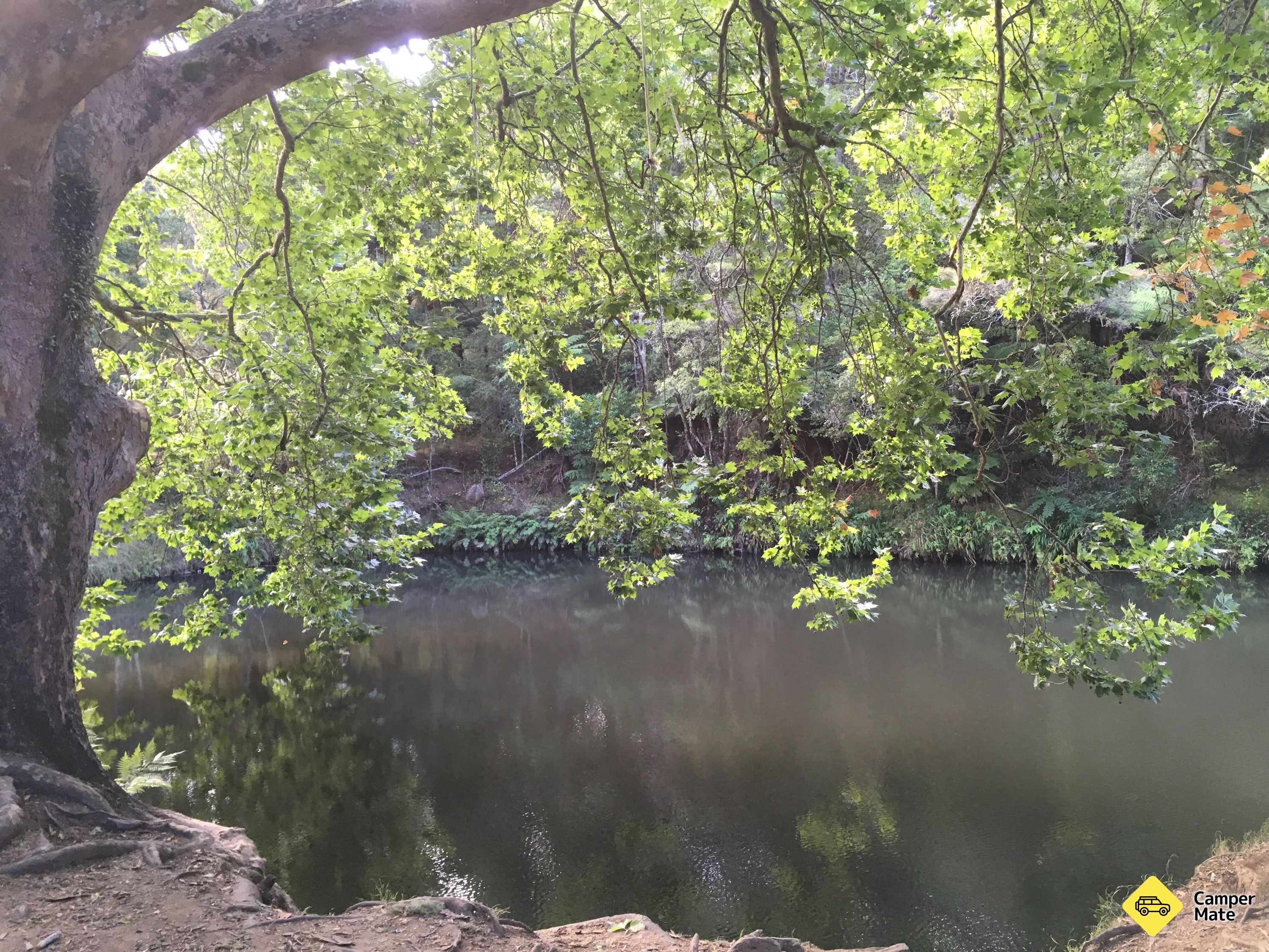 Hatea River Swing and Swim