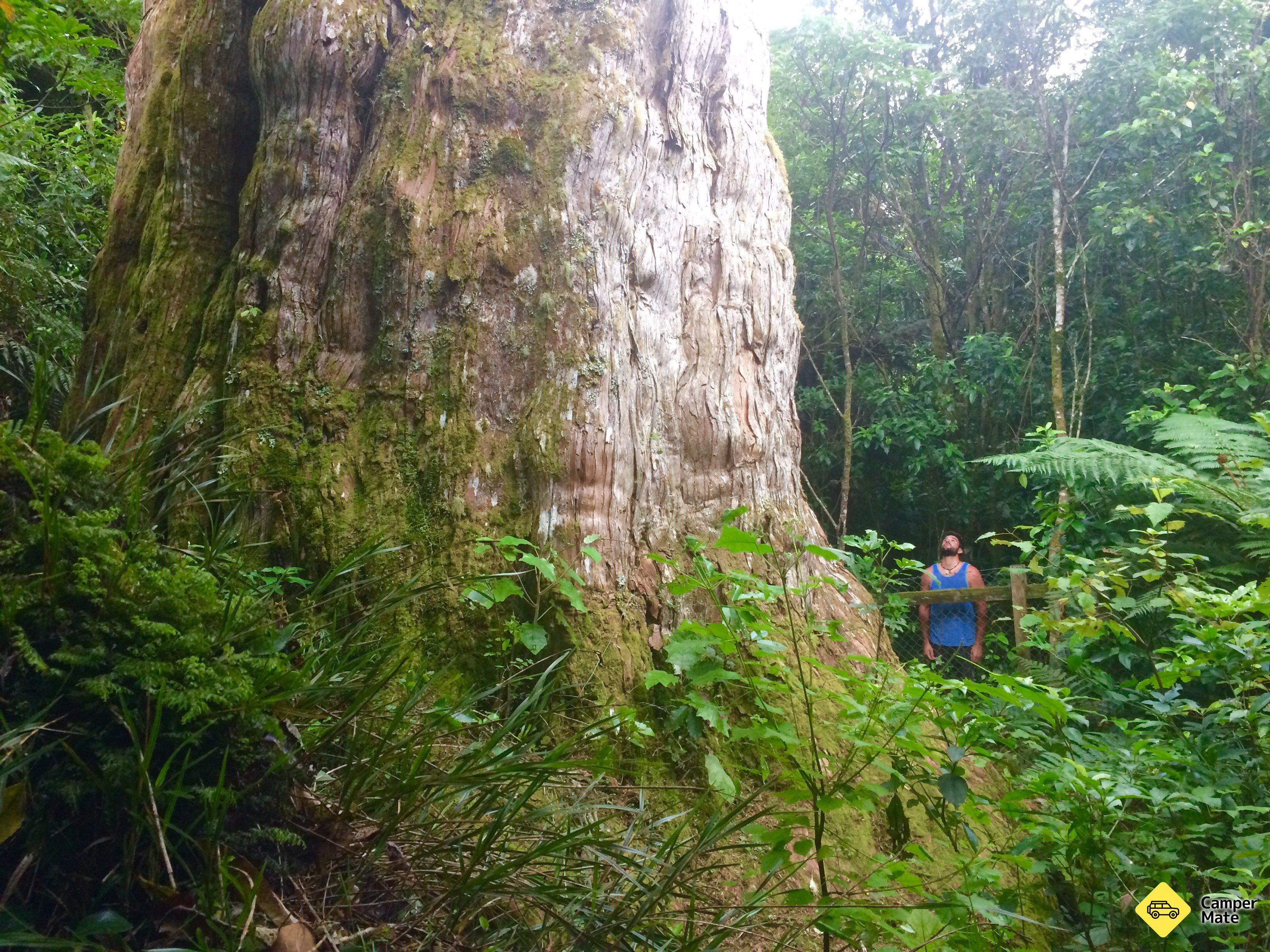 Pouakani Totara Tree Walk - Image 2