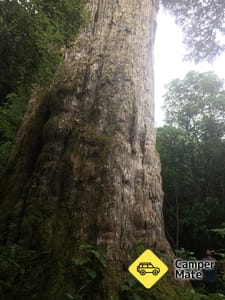 Pouakani Totara Tree Walk