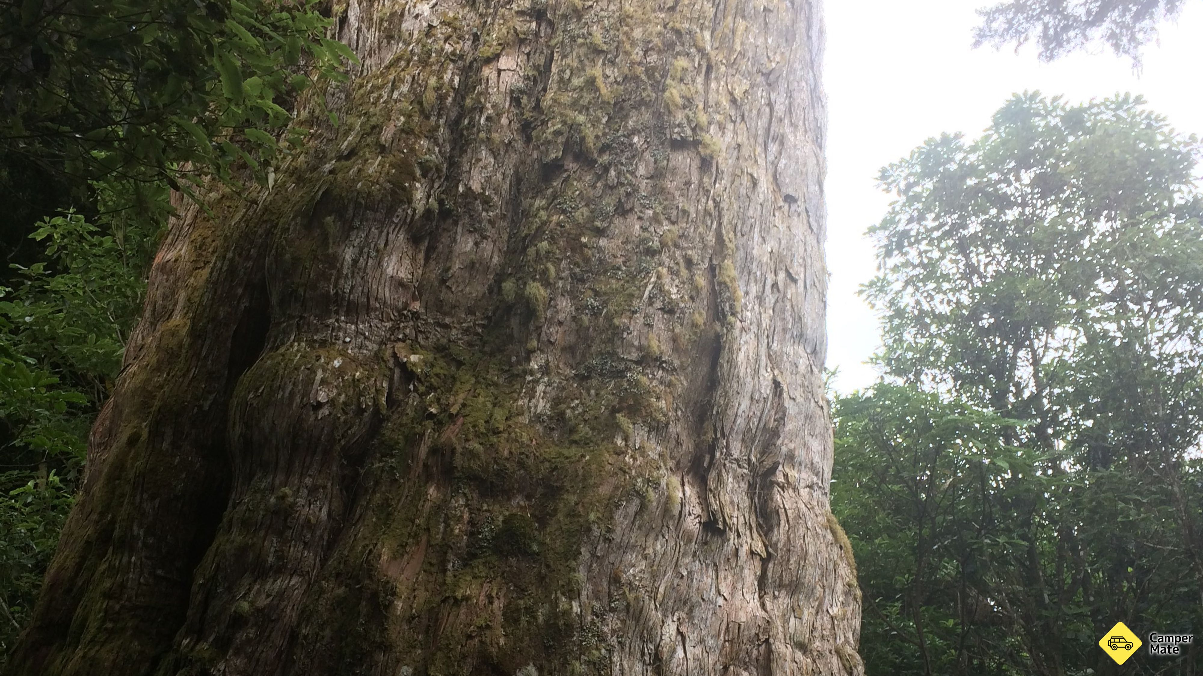 Pouakani Totara Baumspaziergang