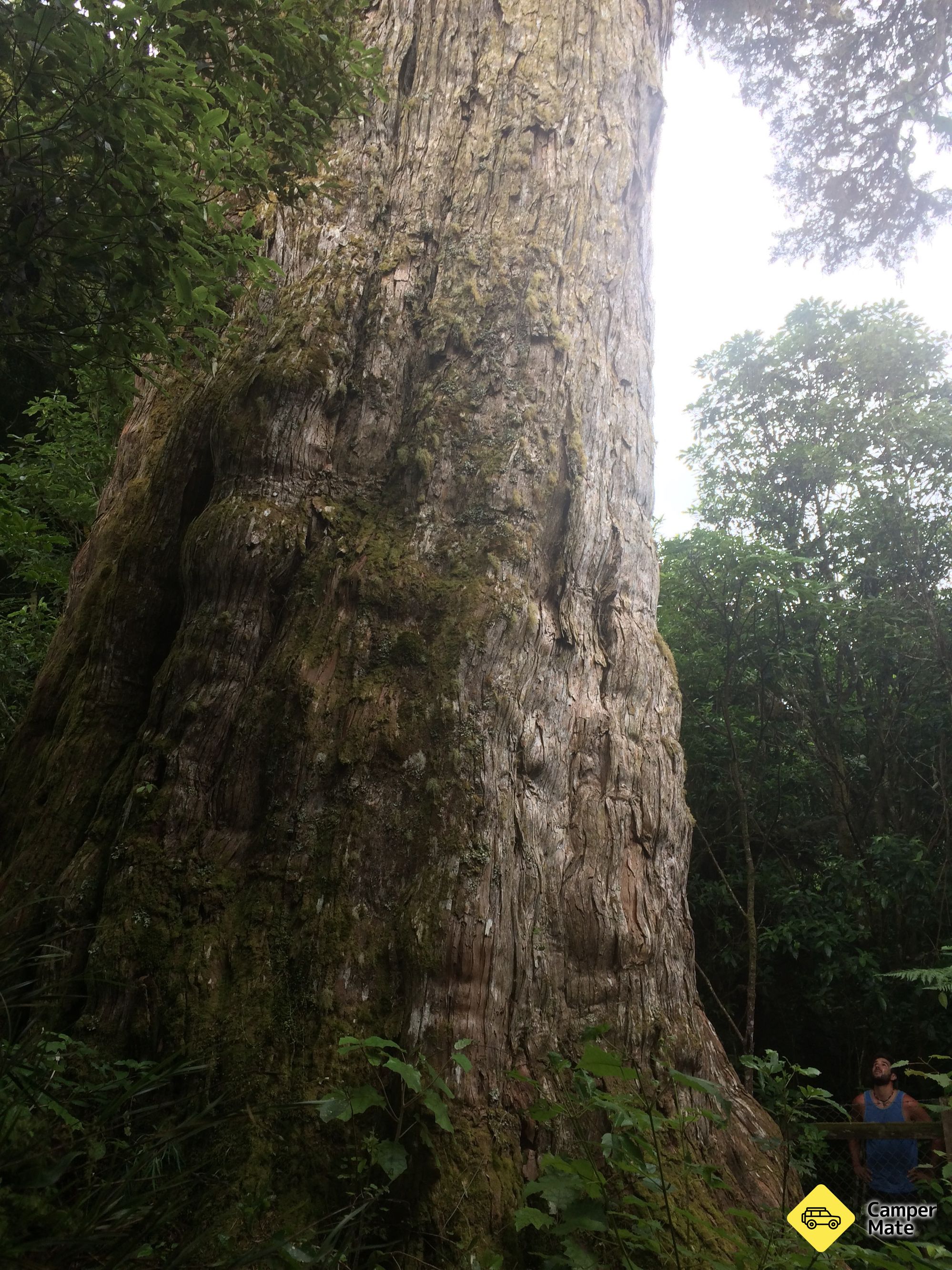 Pouakani Totara Tree Walk