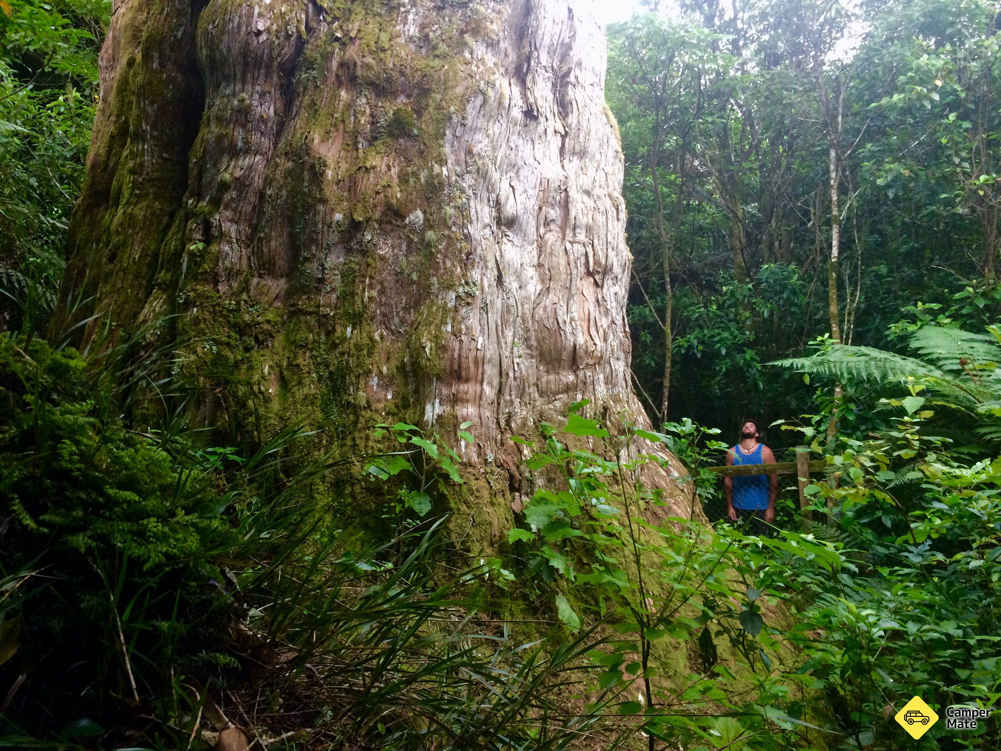 Pouakani Totara Tree Walk - Image 3