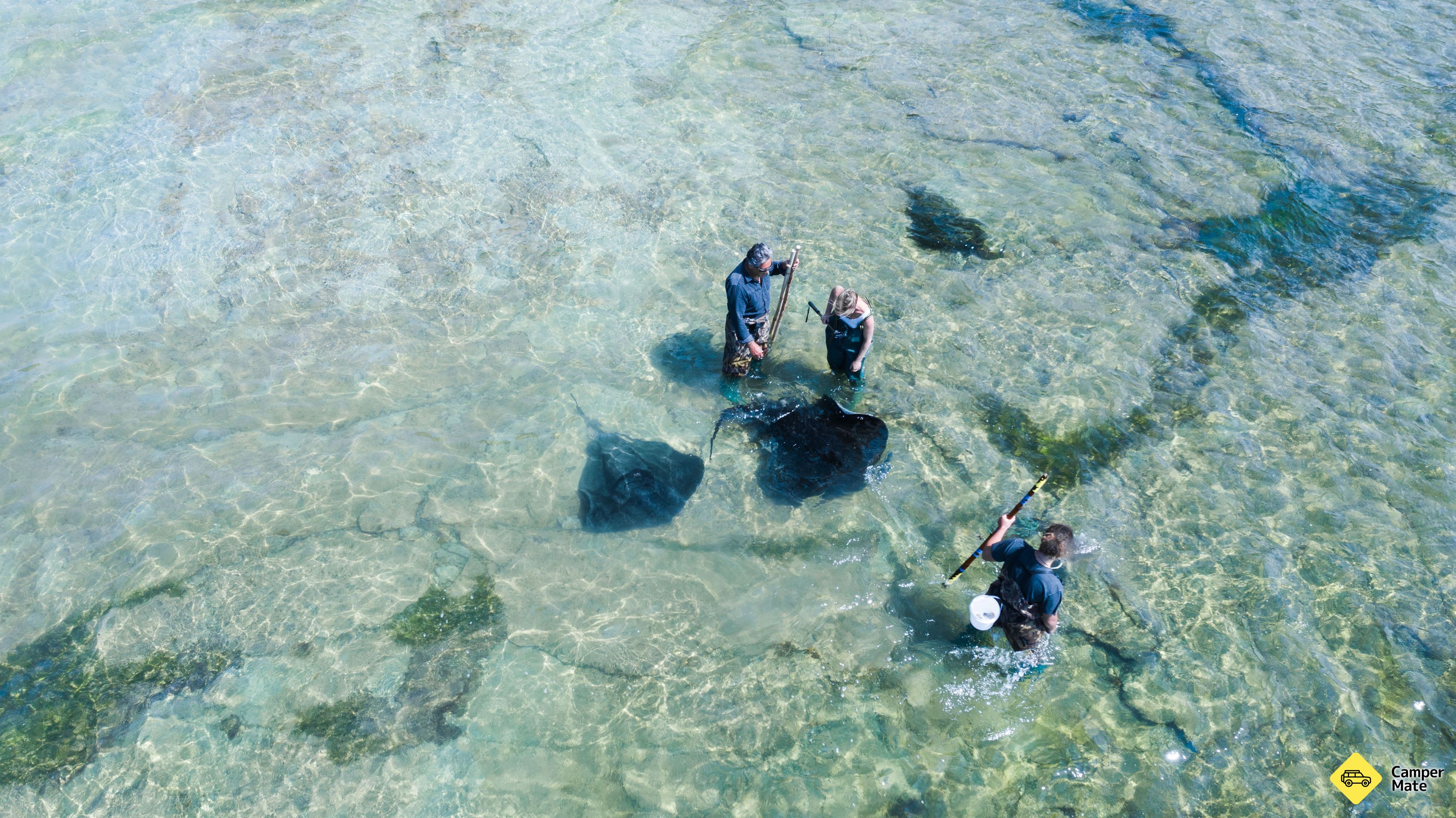 Dive Tatapouri - Stingray and Reef Ecology Tour - Image 2