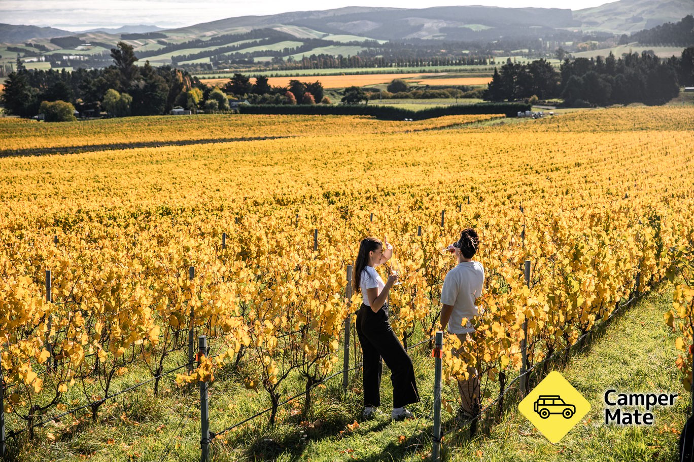 Waipara Valley Vineyard Trail - Image 3
