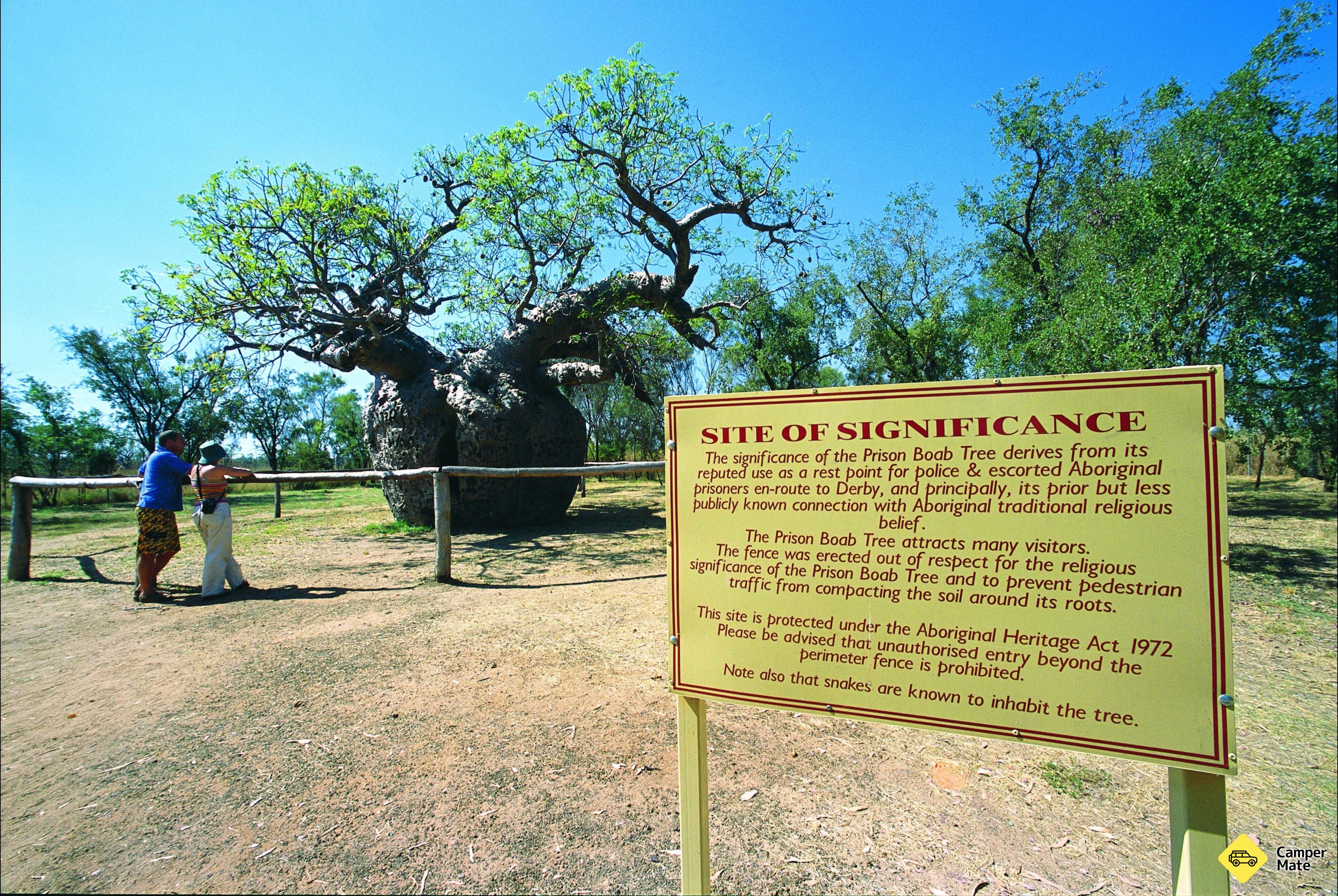Boab Prison Tree - Image 3