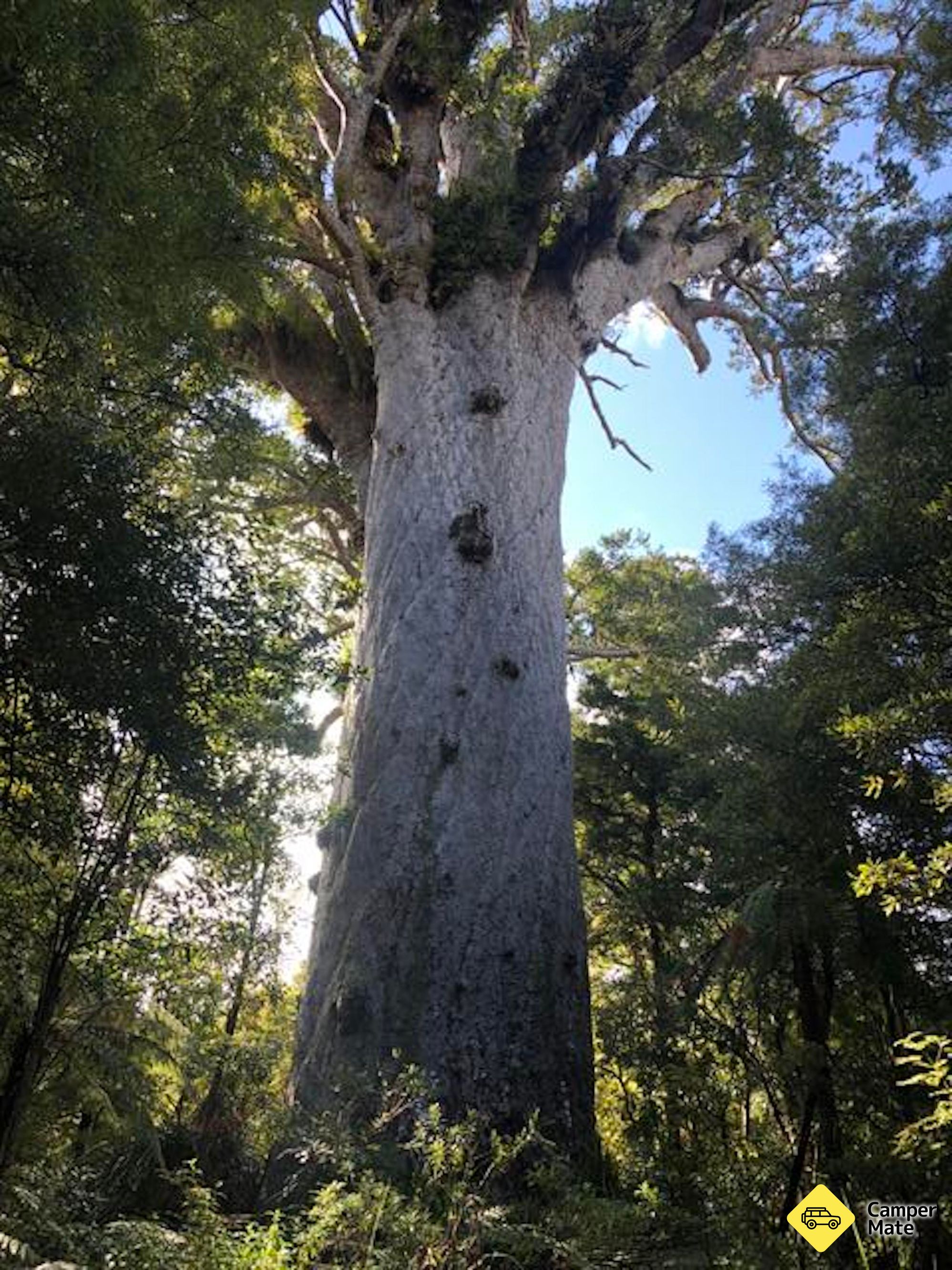 Tane Mahuta - Image 3