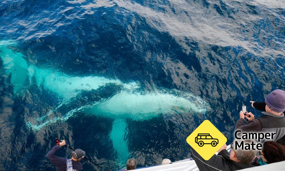 Merimbula Whale Adventure - Image 2