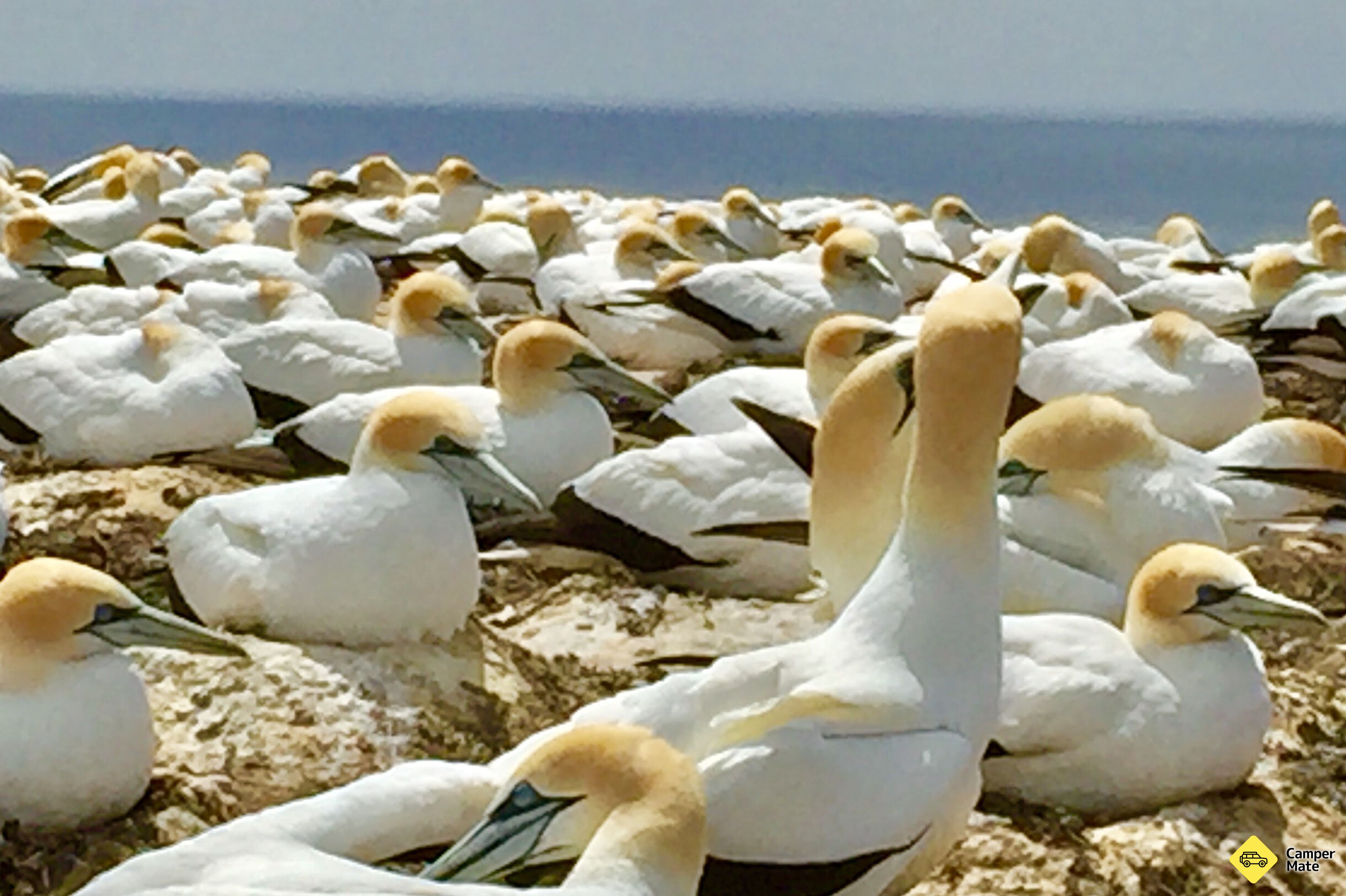 Cape Kidnappers Gannet Colony Tour - Image 3