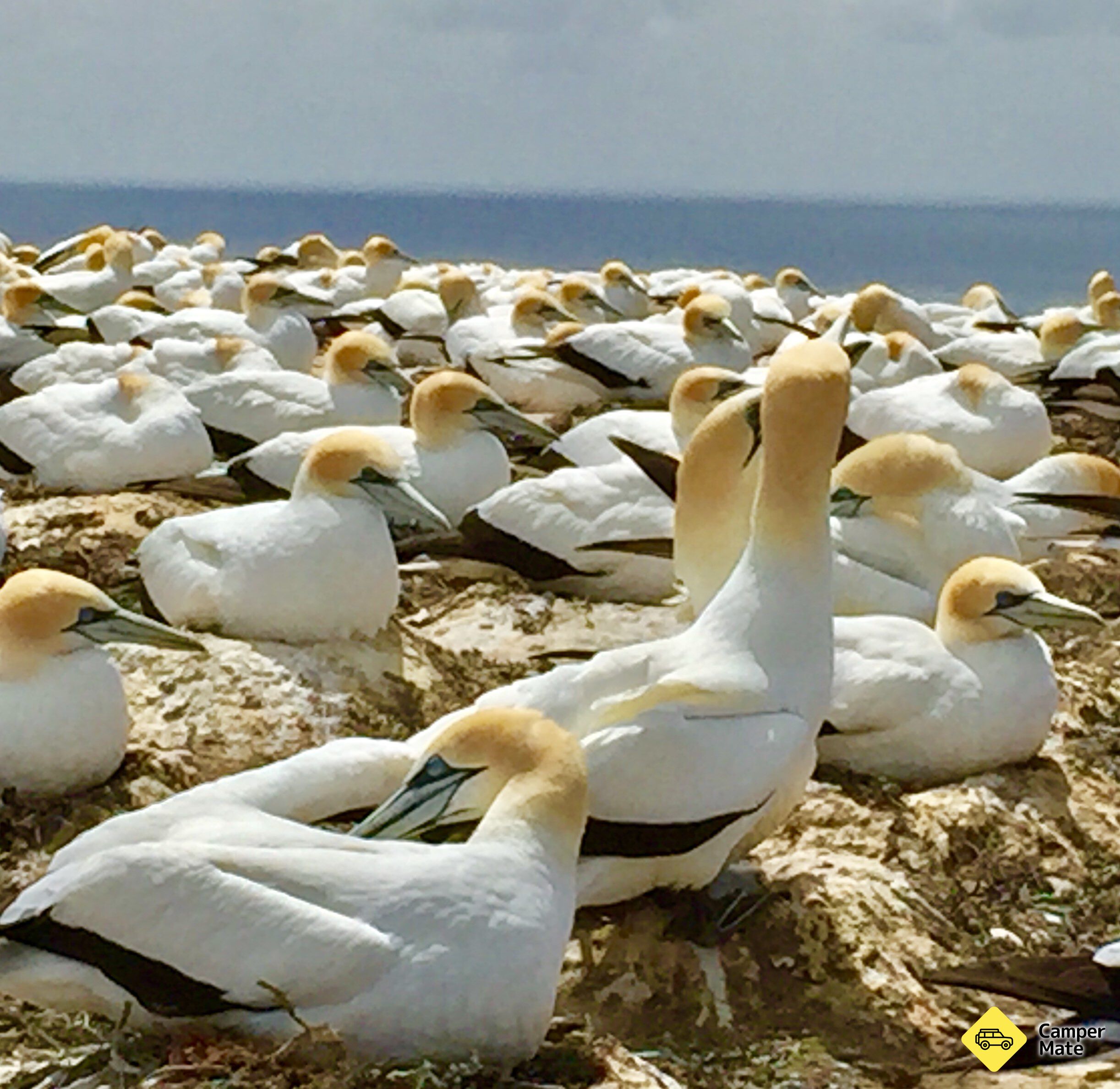Cape Kidnappers Gannet Colony Tour - Image 3