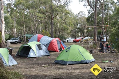 El campo de Lea Bush