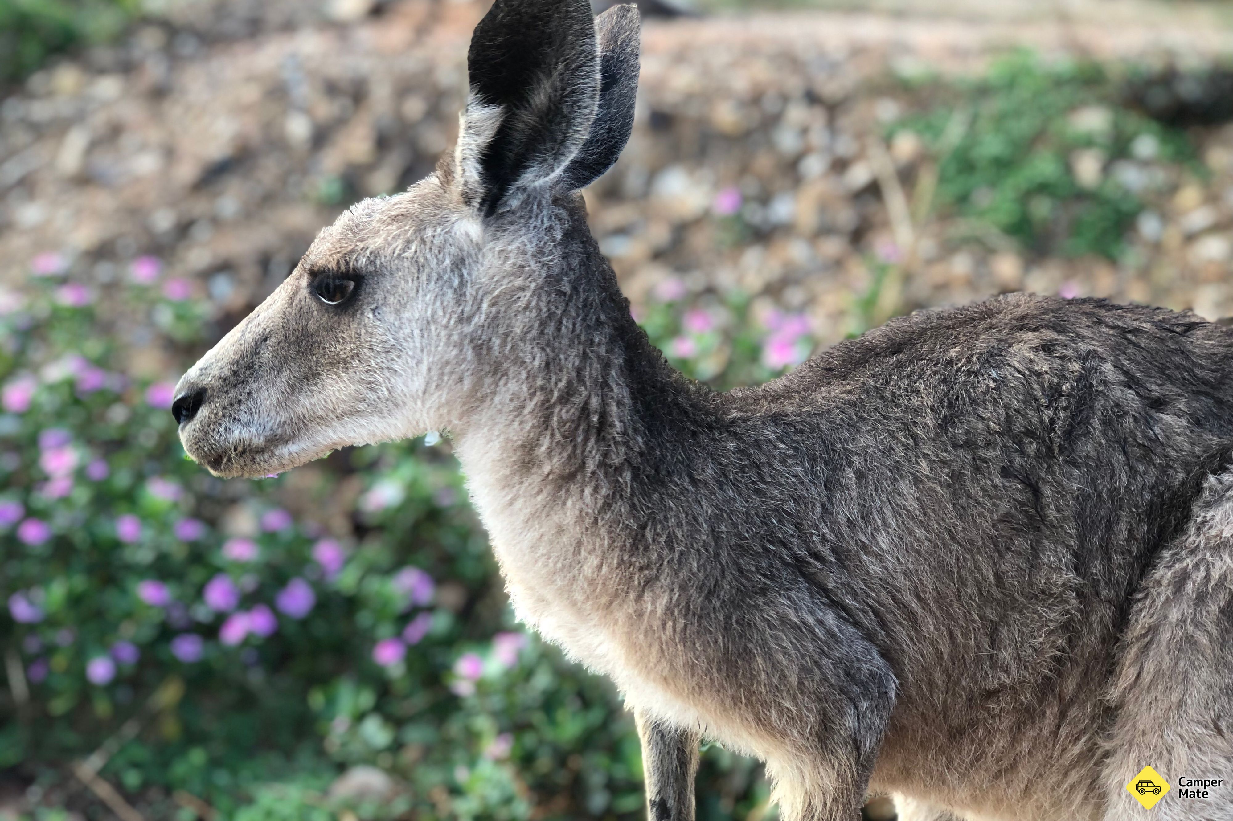 Horizons Kangaroo Sanctuary - Image 2