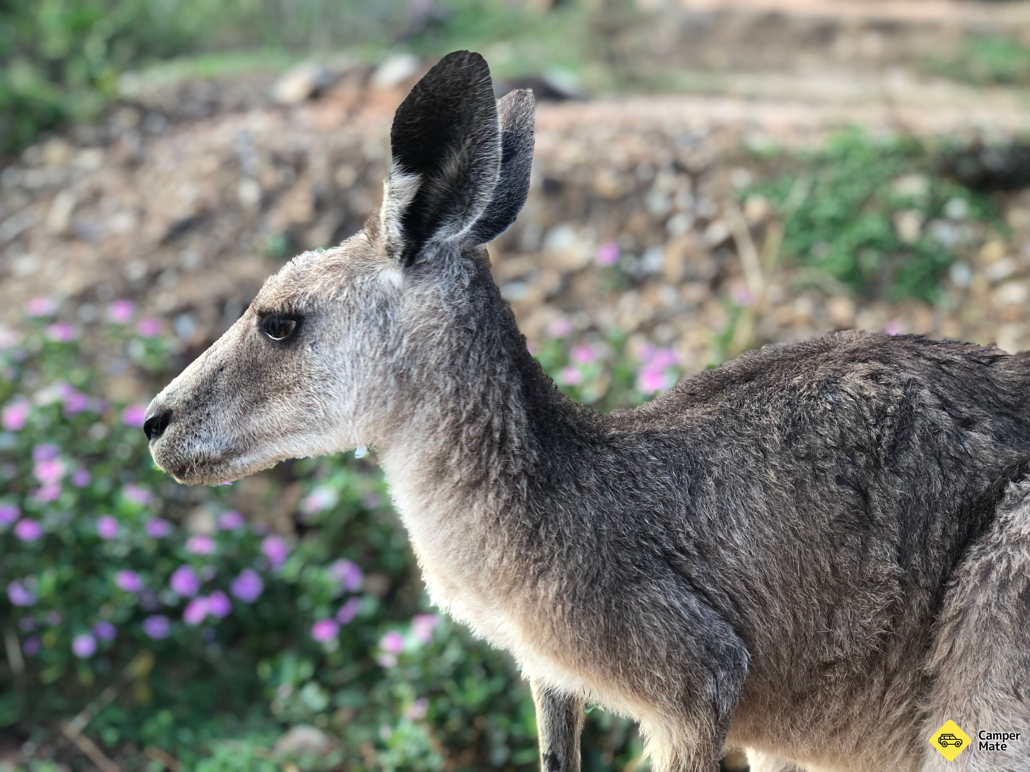 Horizons Kangaroo Sanctuary - Image 2