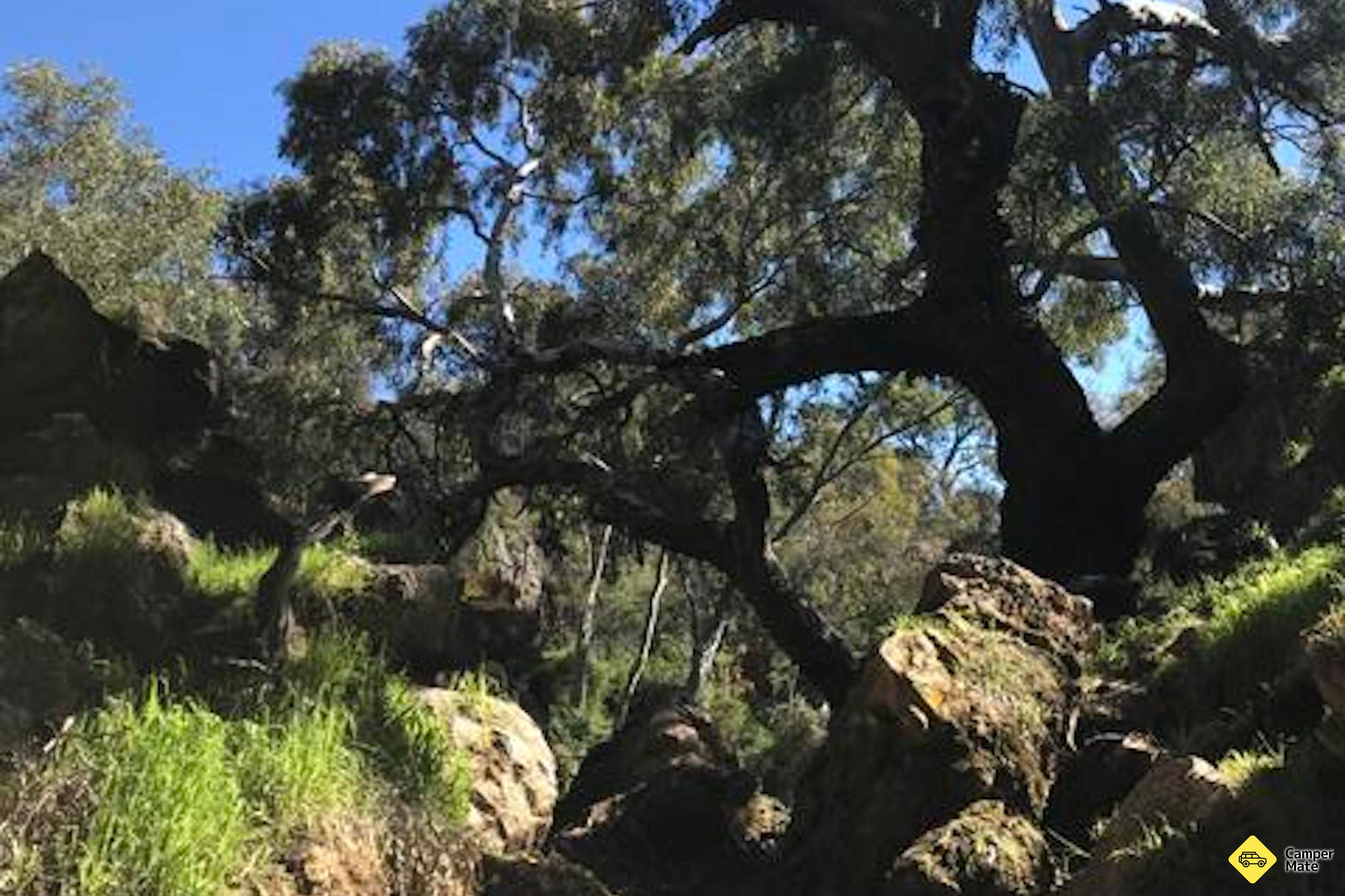 Stockyard Gully Caves