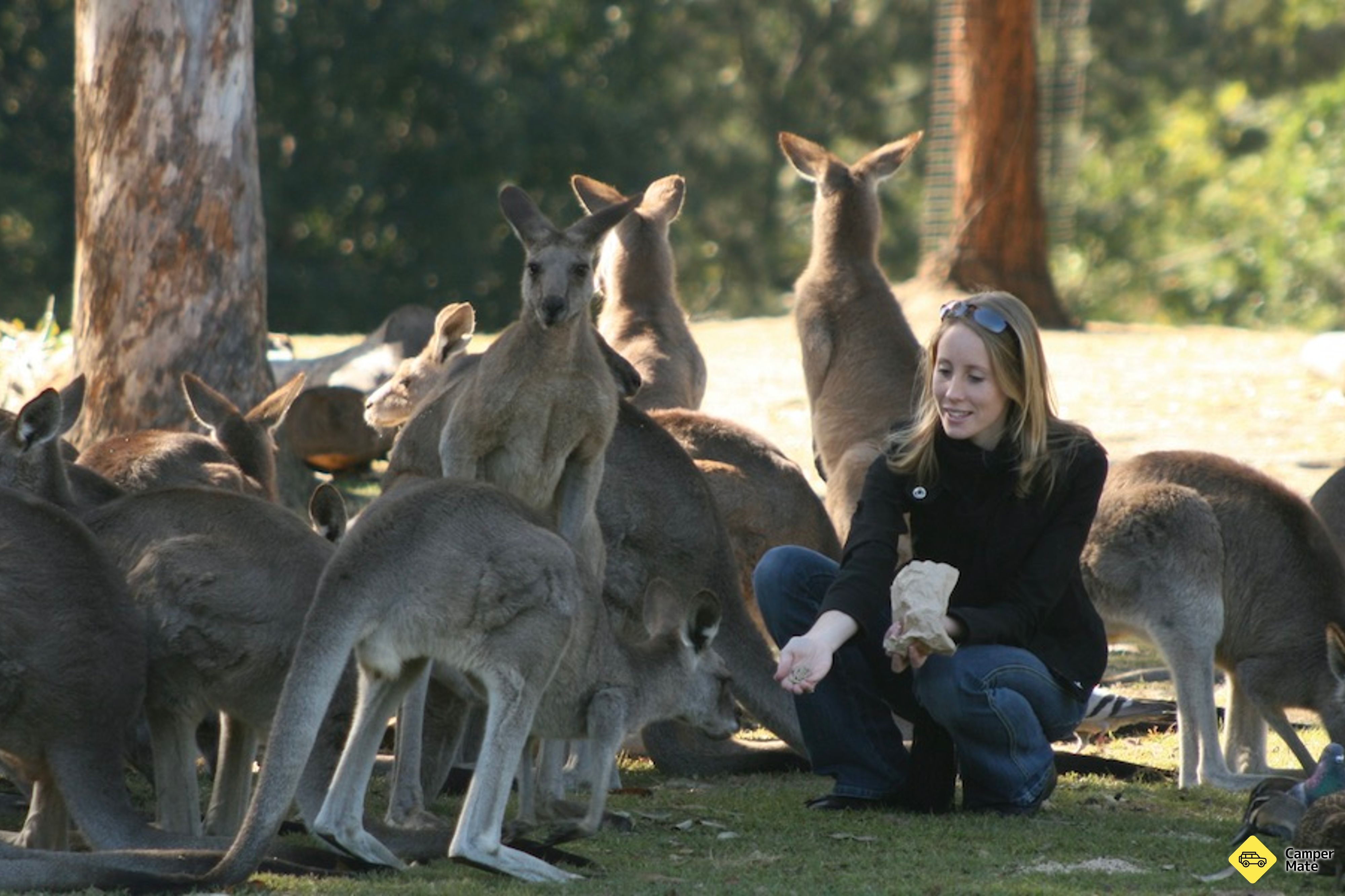 Lone Pine Koala Sanctuary with Return Scenic Cruise(ロネ・ピン・コアラ・サンクチュアリー) - Image 3