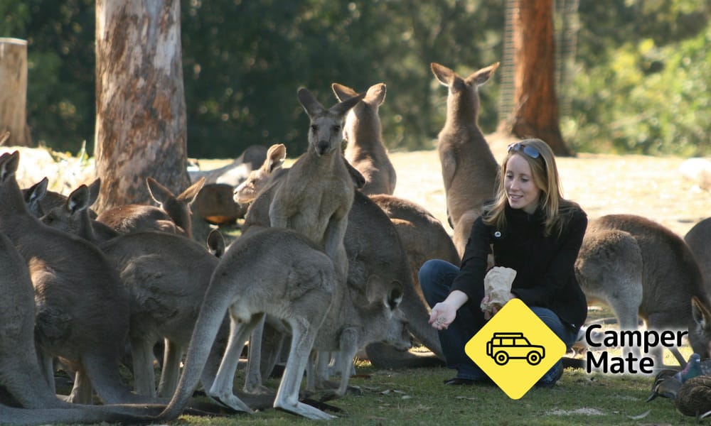 Lone Pine Koala Sanctuary with Return Scenic Cruise - Image 3