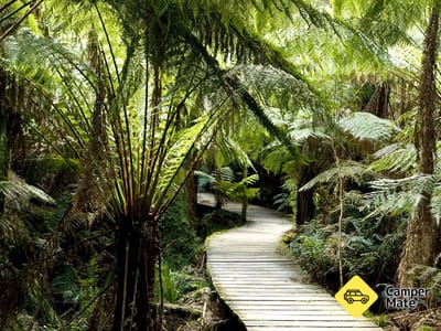 Maits Rest Rainforest Walk