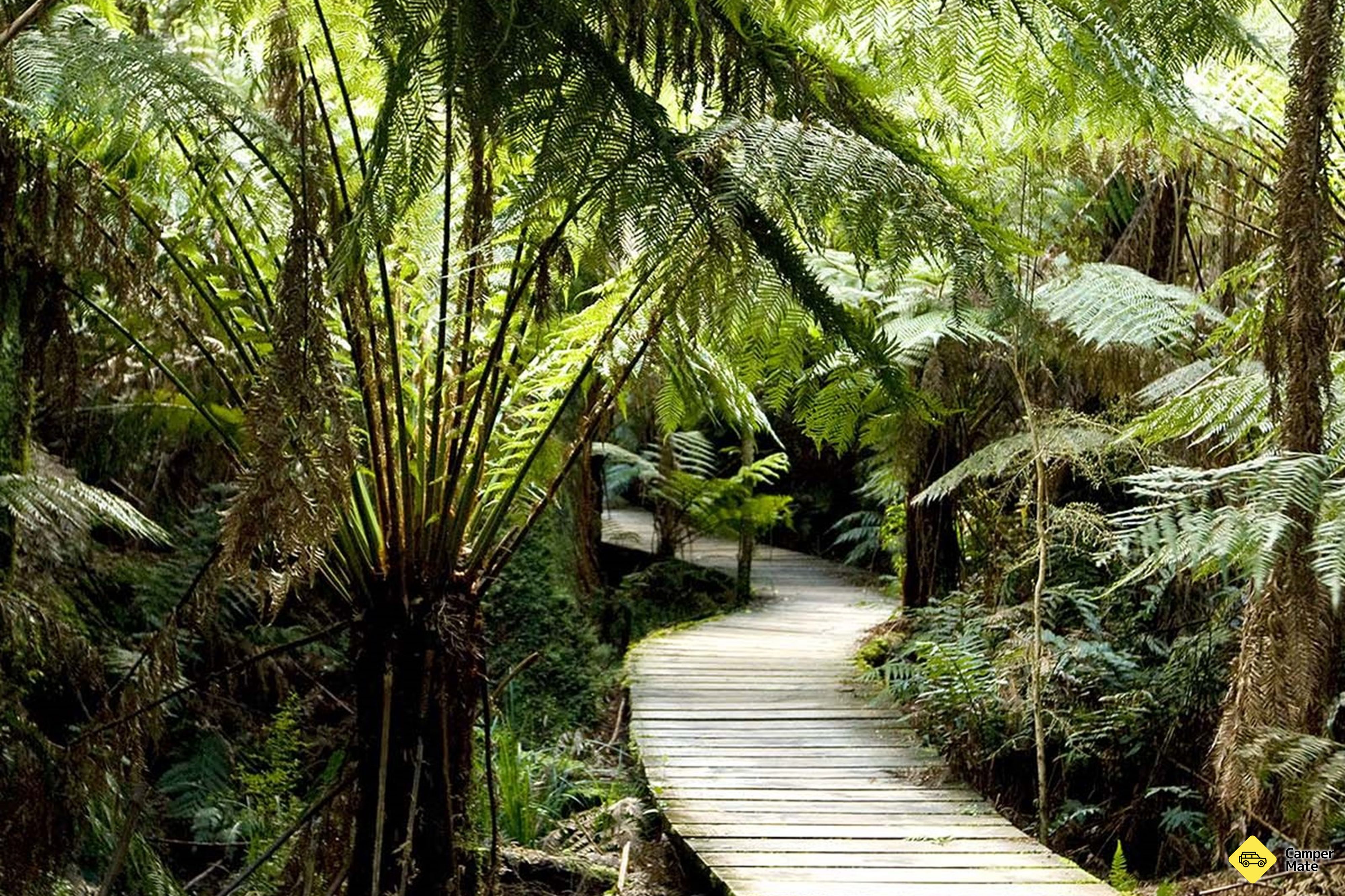 Maits Rest Rainforest Walk