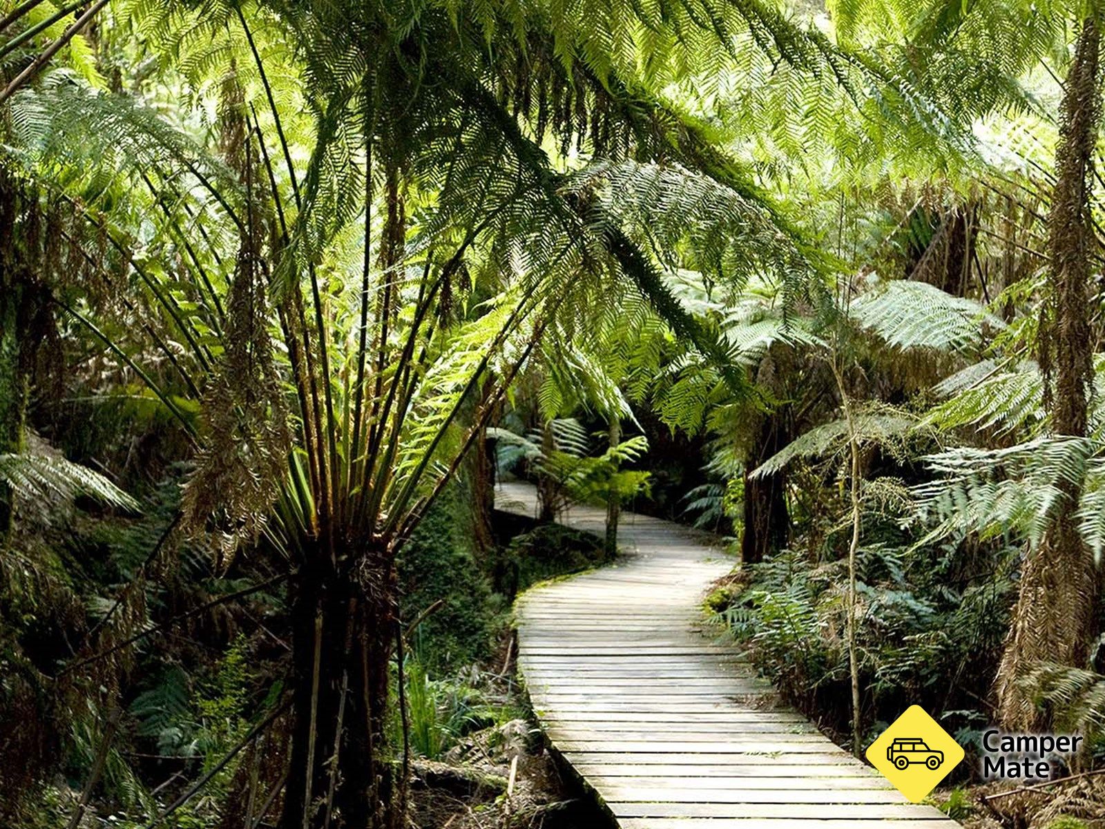 Maits Rest Rainforest Walk