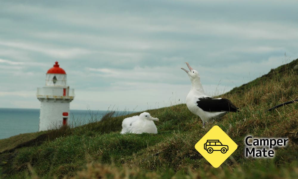 Royal Albatross เห็นทัวร์ - Image 2