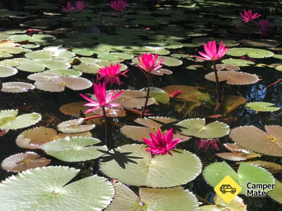 Pine Creek Water Garden Yürüyüşü