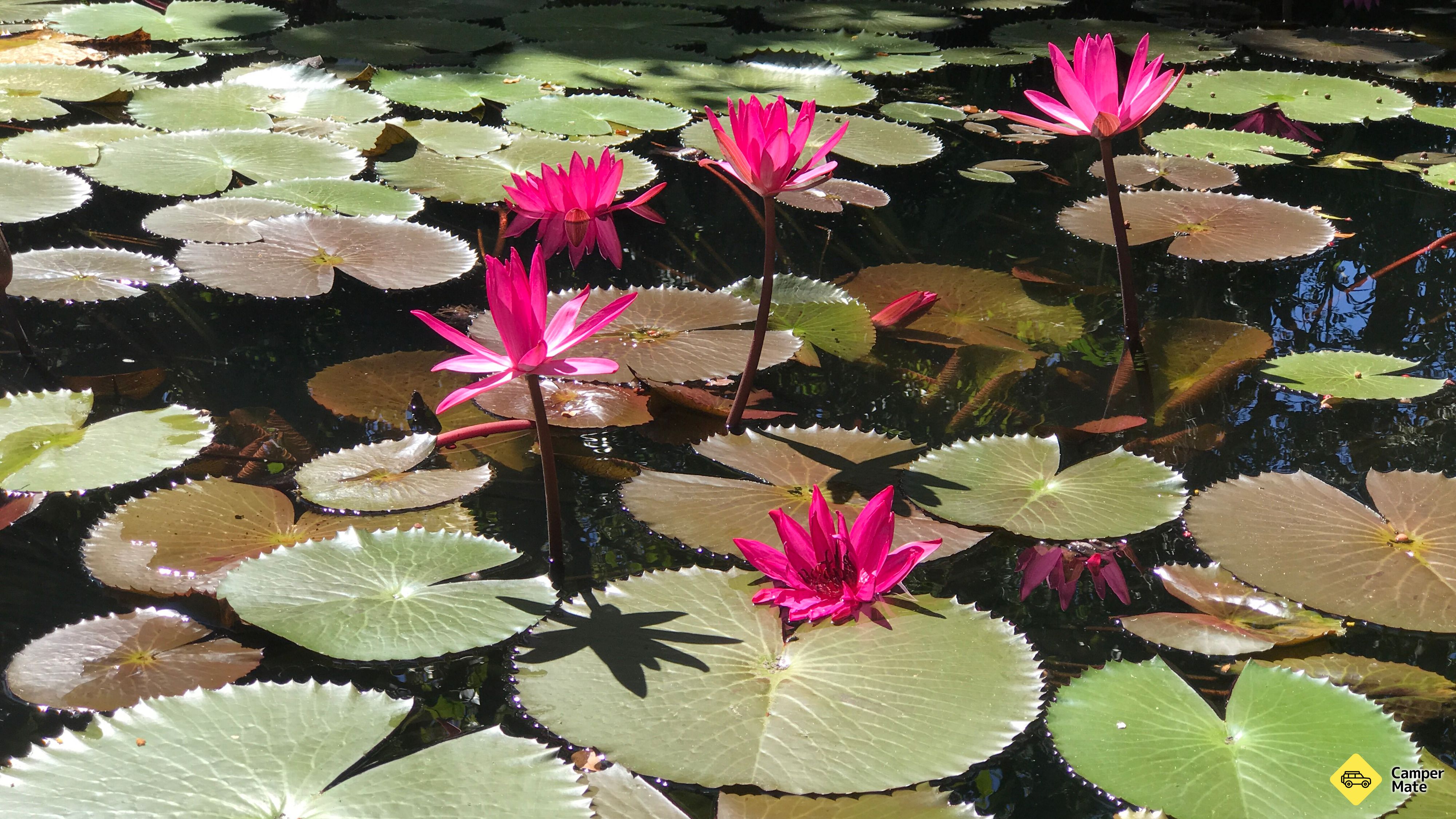 Πεζοπορία Pine Creek Water Garden