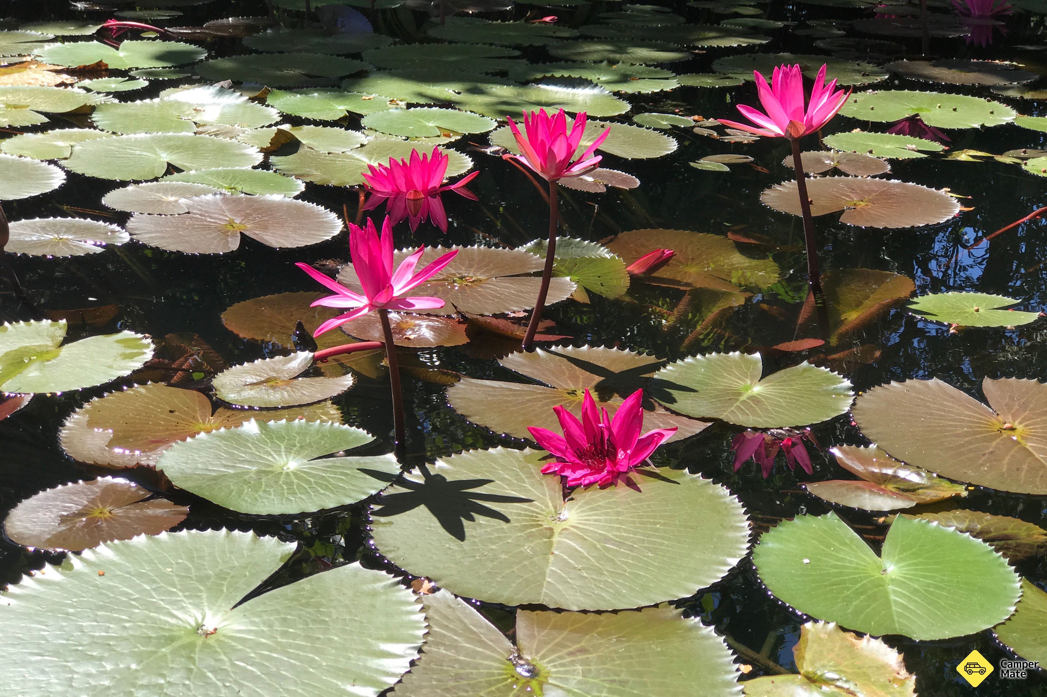 Πεζοπορία Pine Creek Water Garden