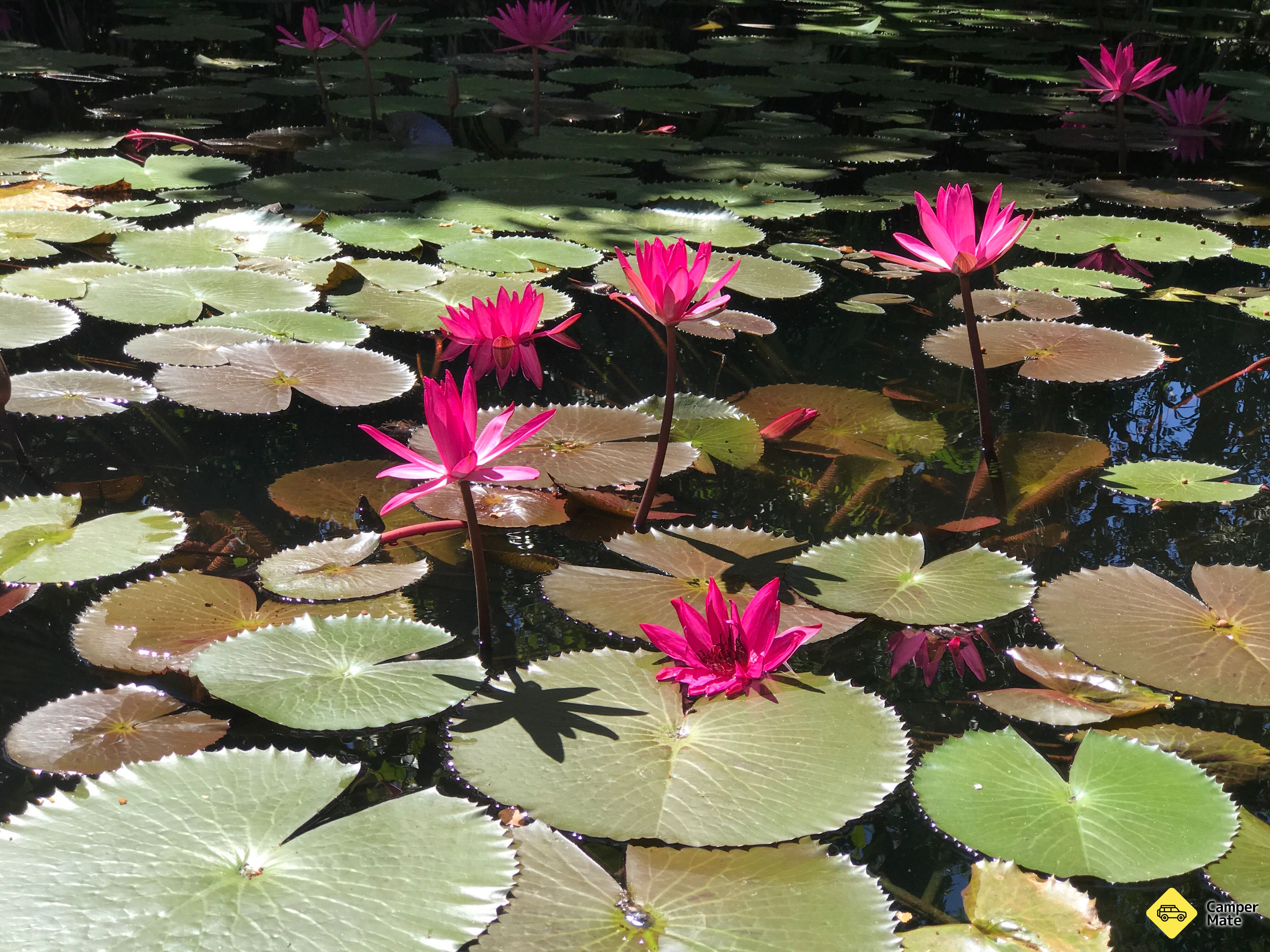 Pine Creek Water Garden Yürüyüşü