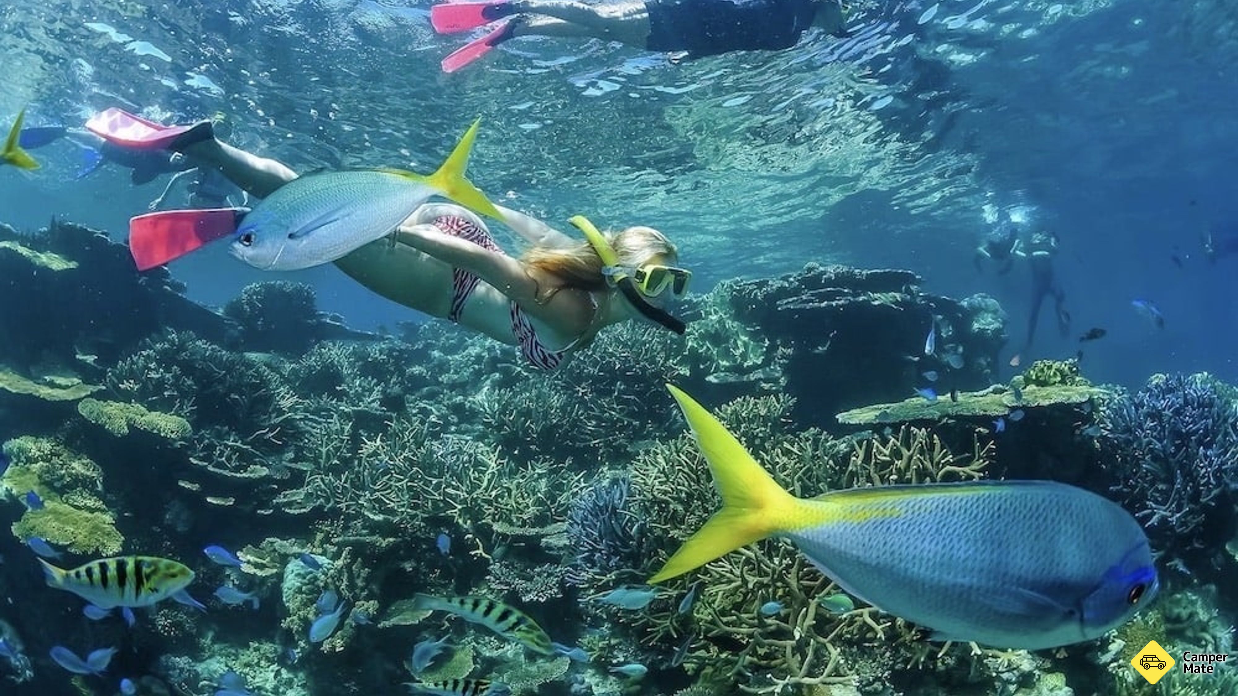 Great Barrier Reef Dive dan Snorkel Cruise