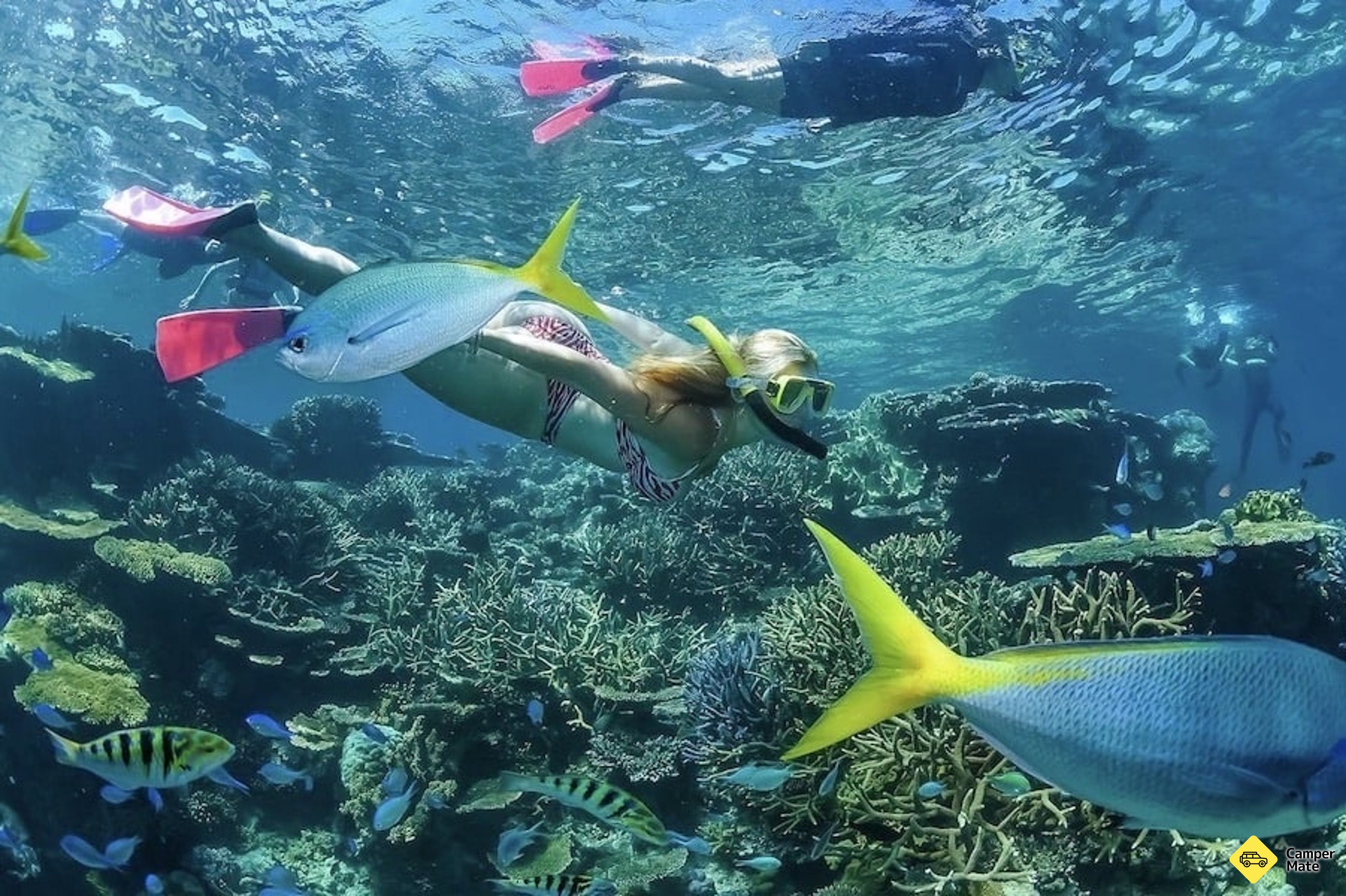 Great Barrier Reef Dive and Snorkel Cruise के बारे में टिप्पणियाँ