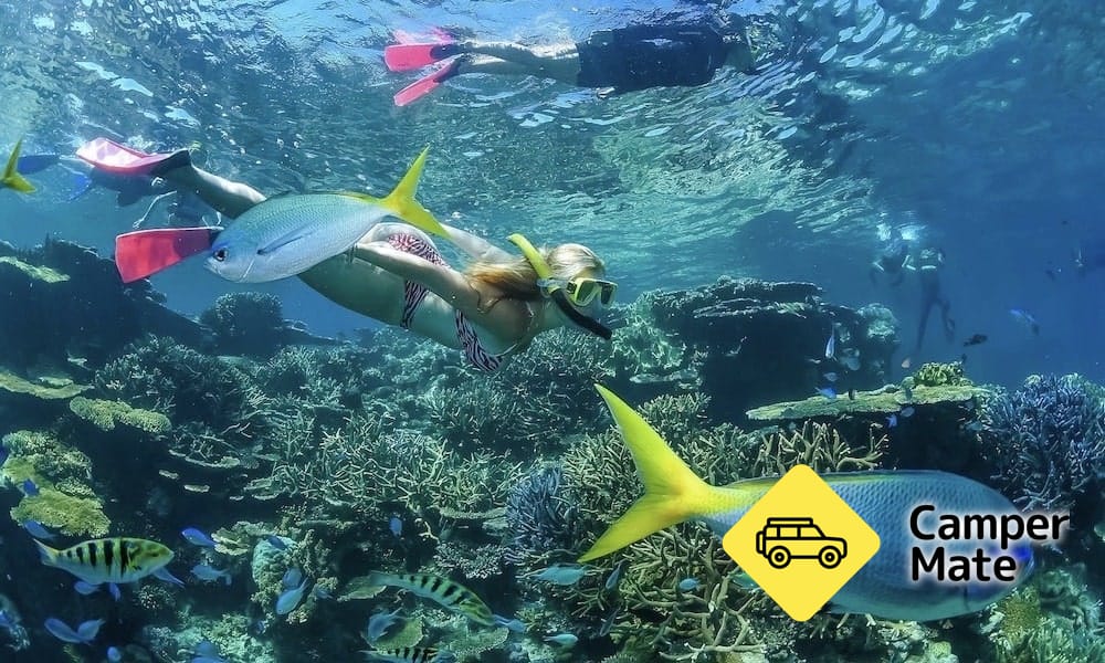 Great Barrier Reef Dive et Snorkel Cruise