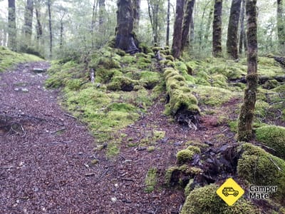 Lake Monowai Peninsula Lookout Track