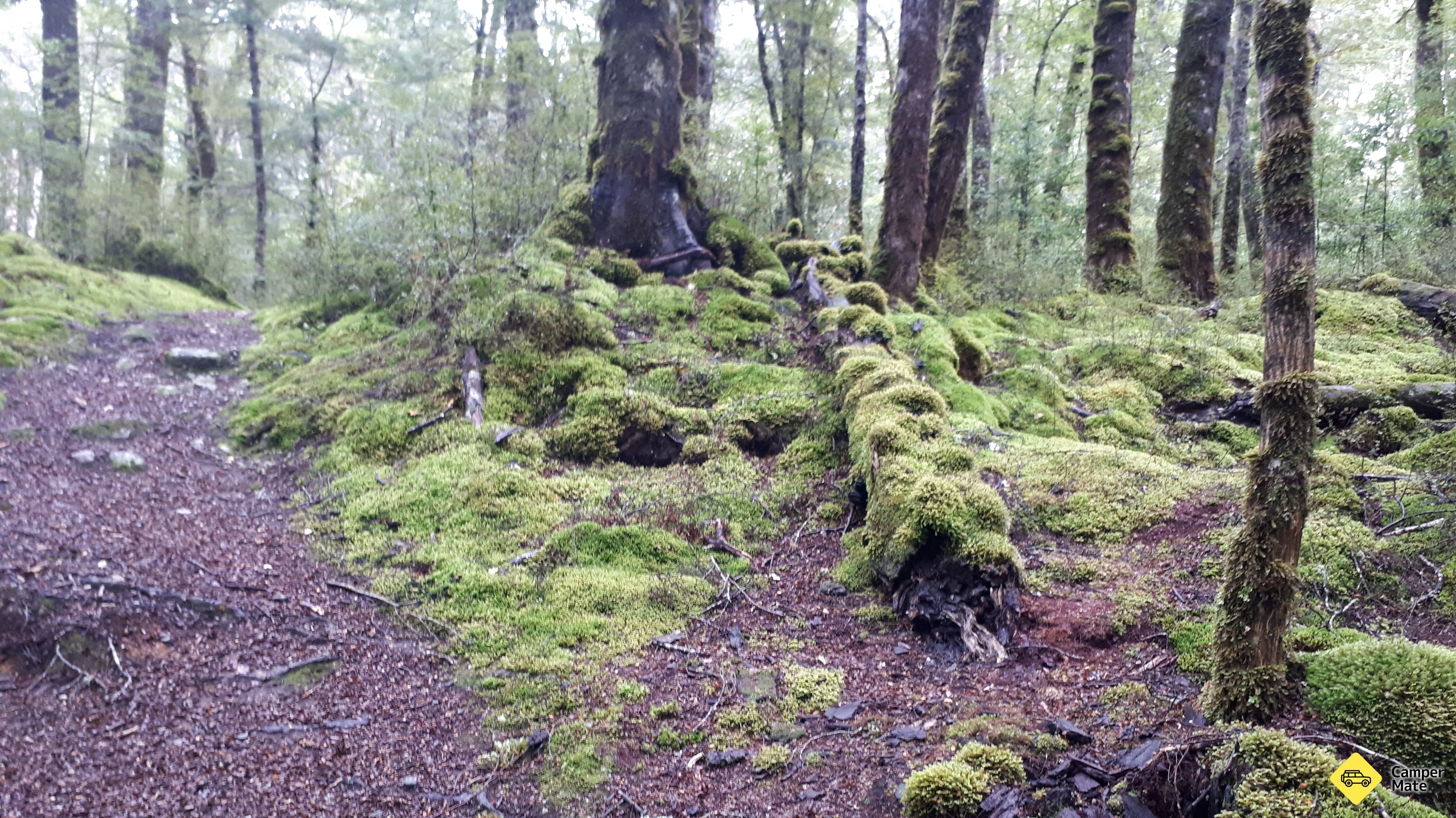 Térkép Lake Monowai Peninsula Lookout Track