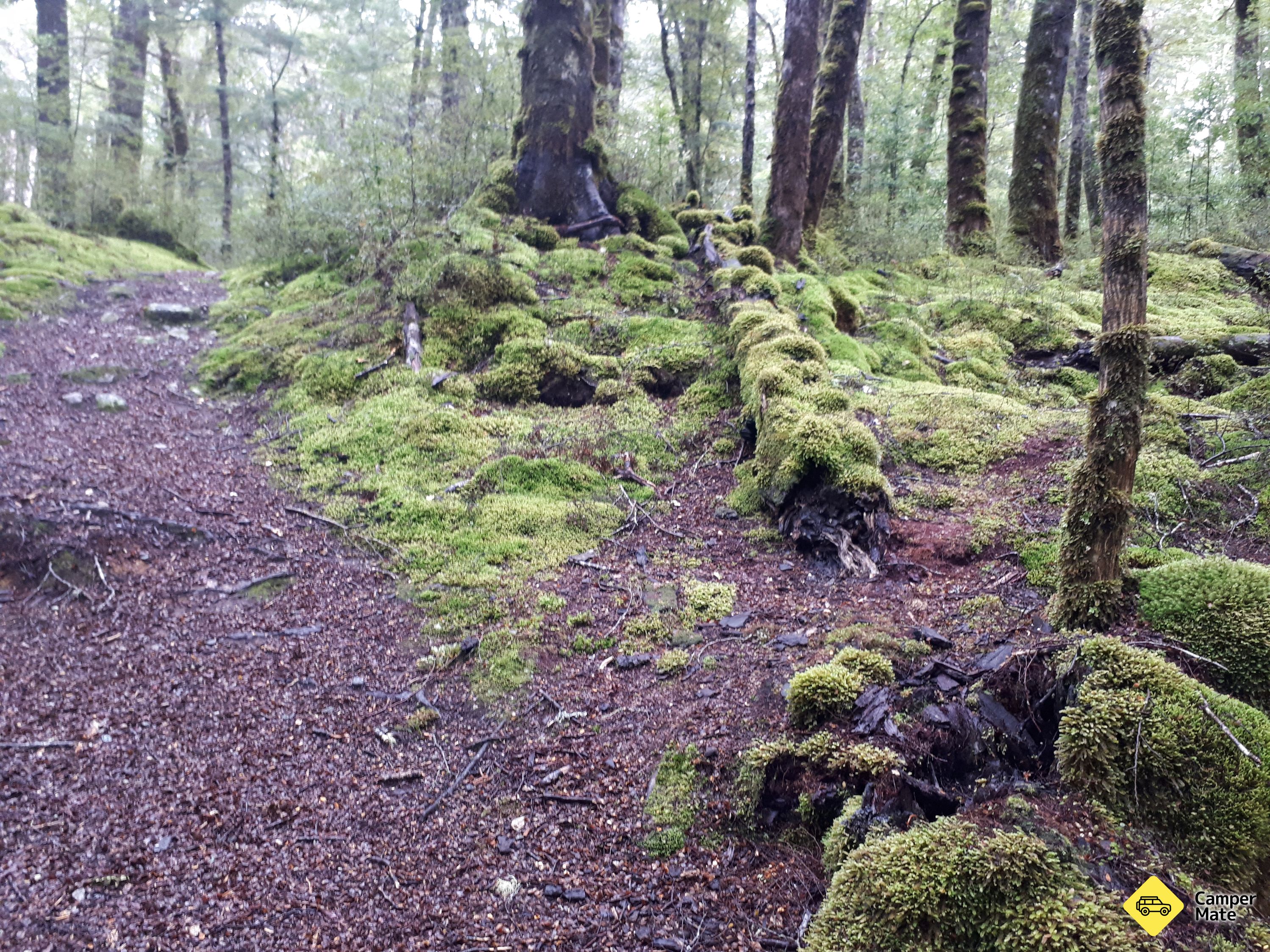 Lake Monowai Peninsula Lookout Track