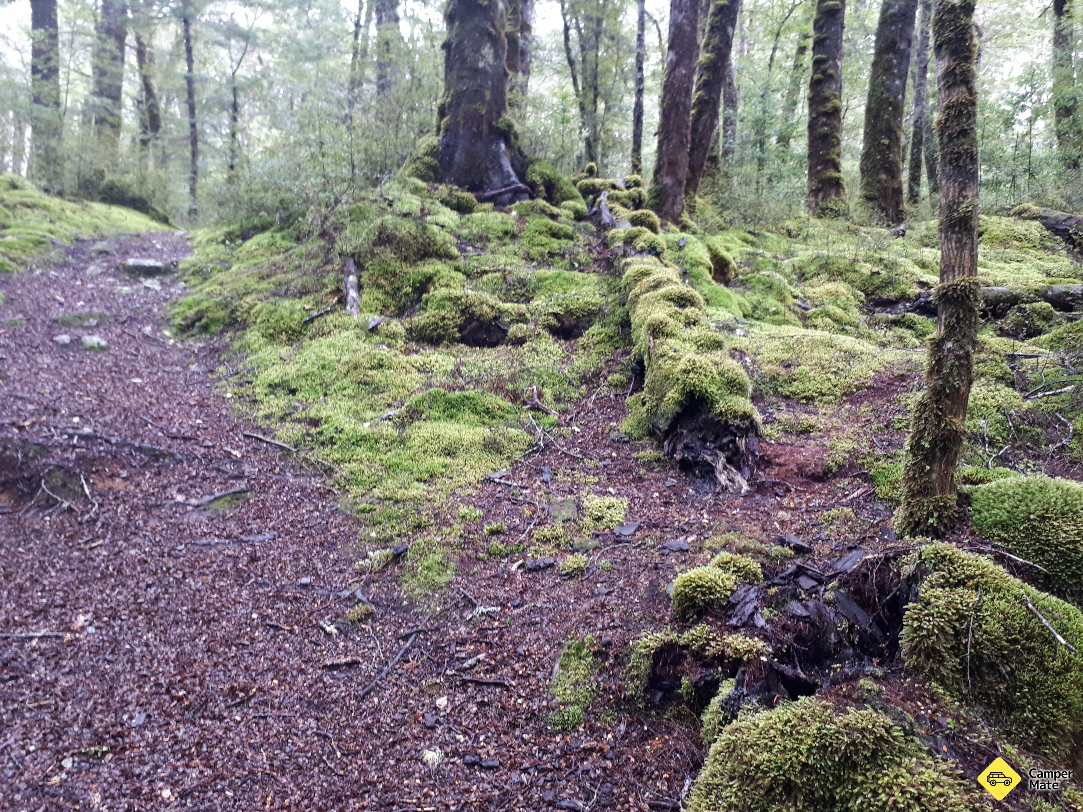 Lake Monowai Peninsula Lookout Track